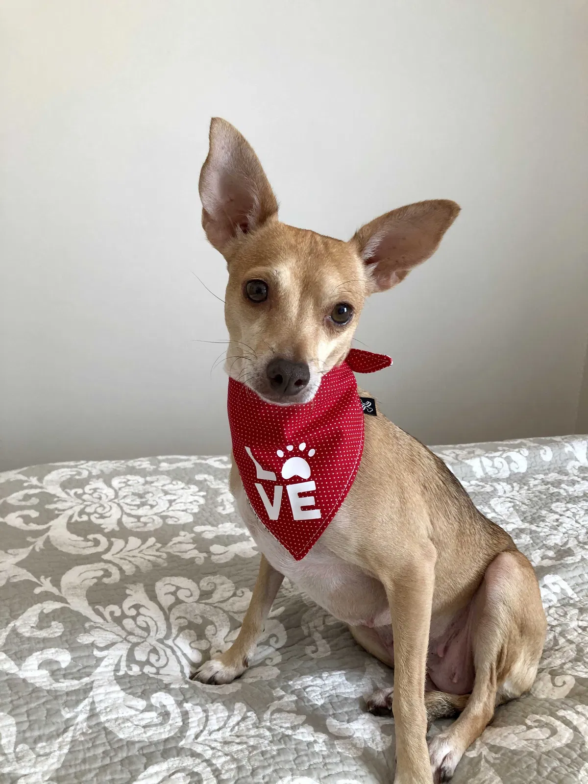 Lost dog in Bayside, NY, 11361