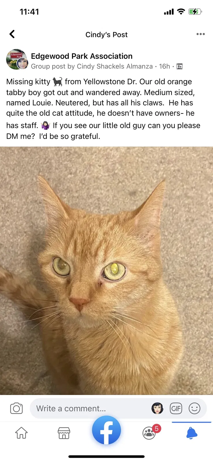 Lost cat in Fort Wayne, IN, 46818