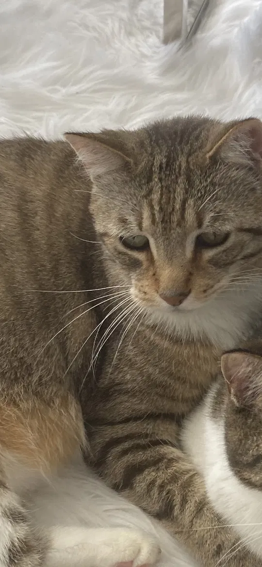 Lost cat in Pompano Beach, FL, 33067