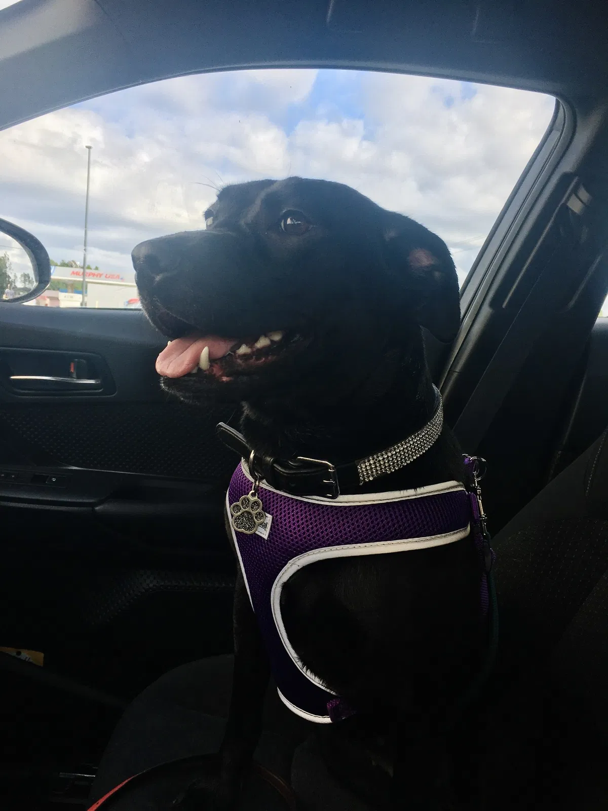Lost dog in Saint Marys, GA, 31558