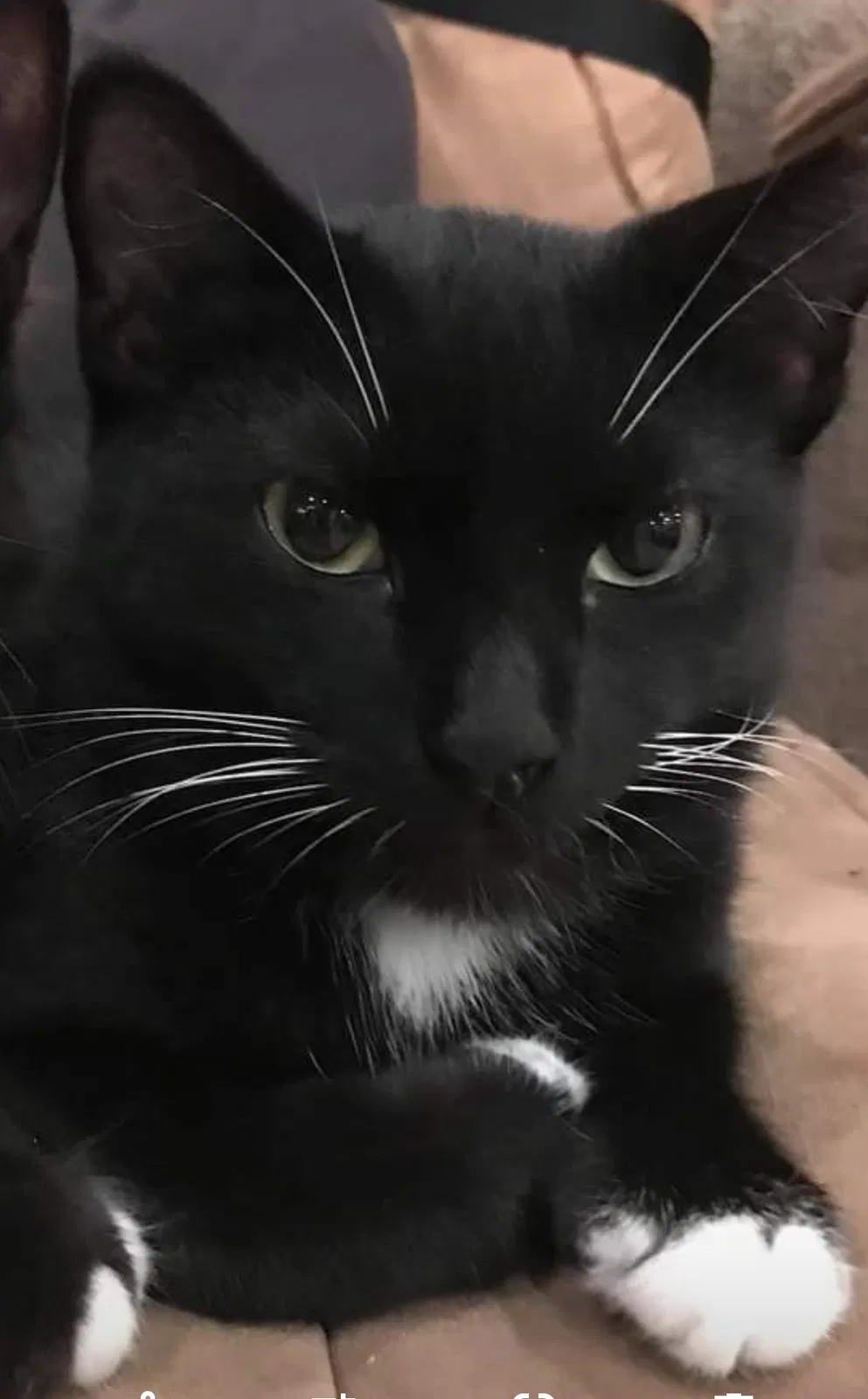 Lost cat in West Palm Beach, FL, 33412