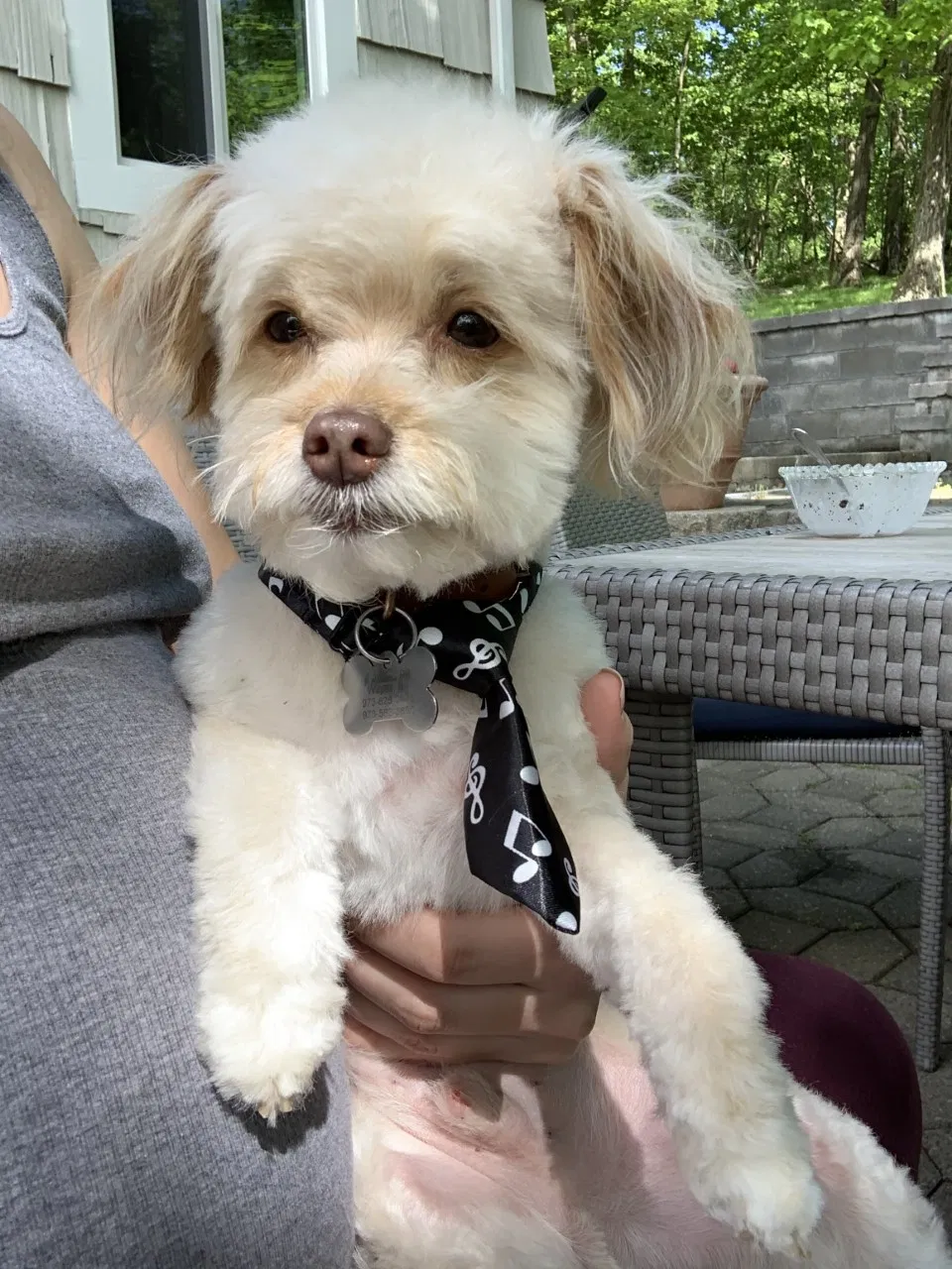 Lost dog in Wayne, NJ, 7470