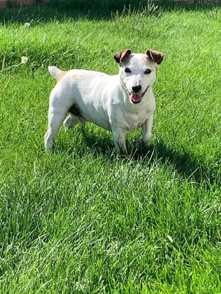 Lost dog in Nampa, ID, 83686