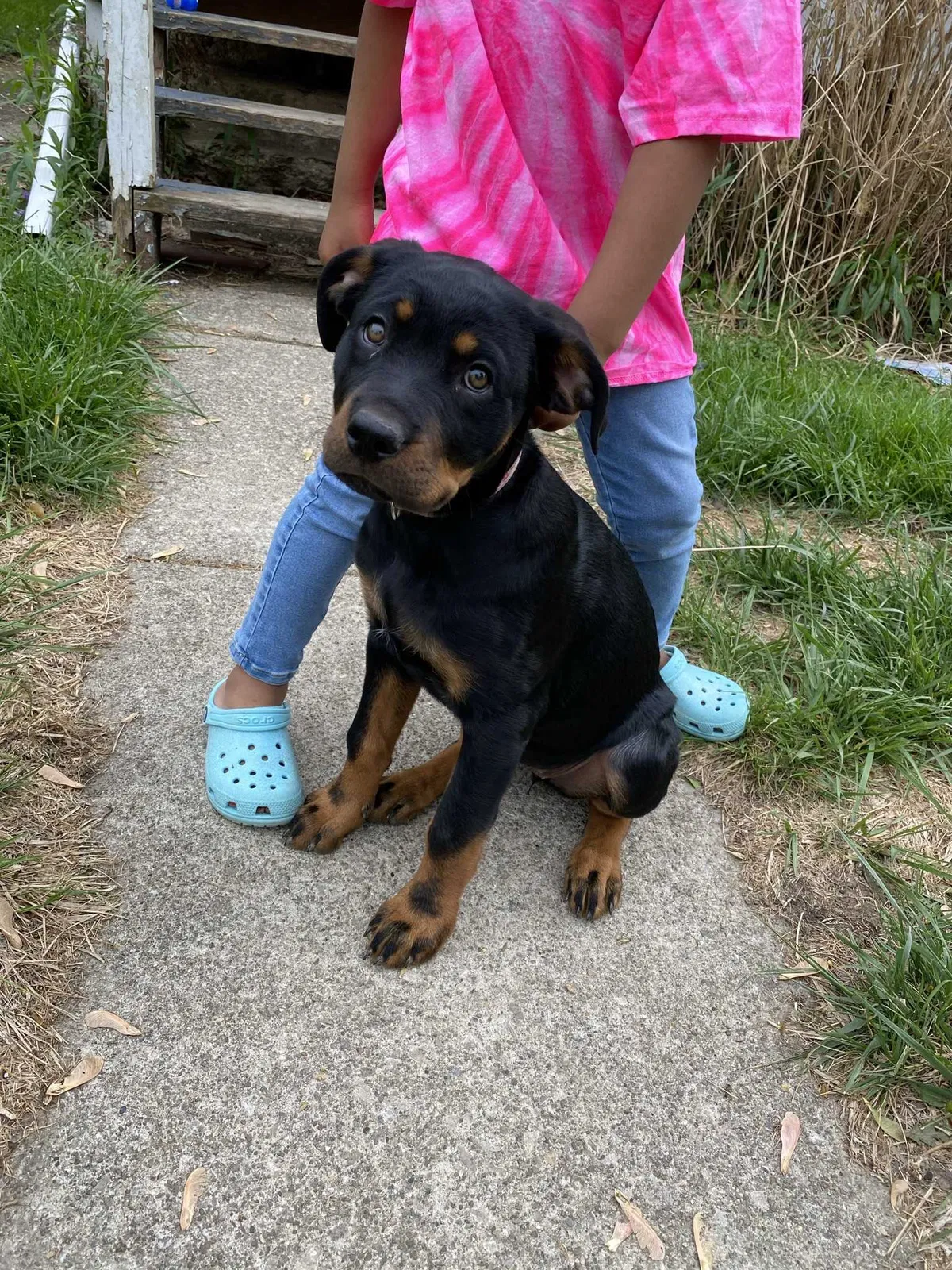 Lost dog in Columbus, OH, 43211