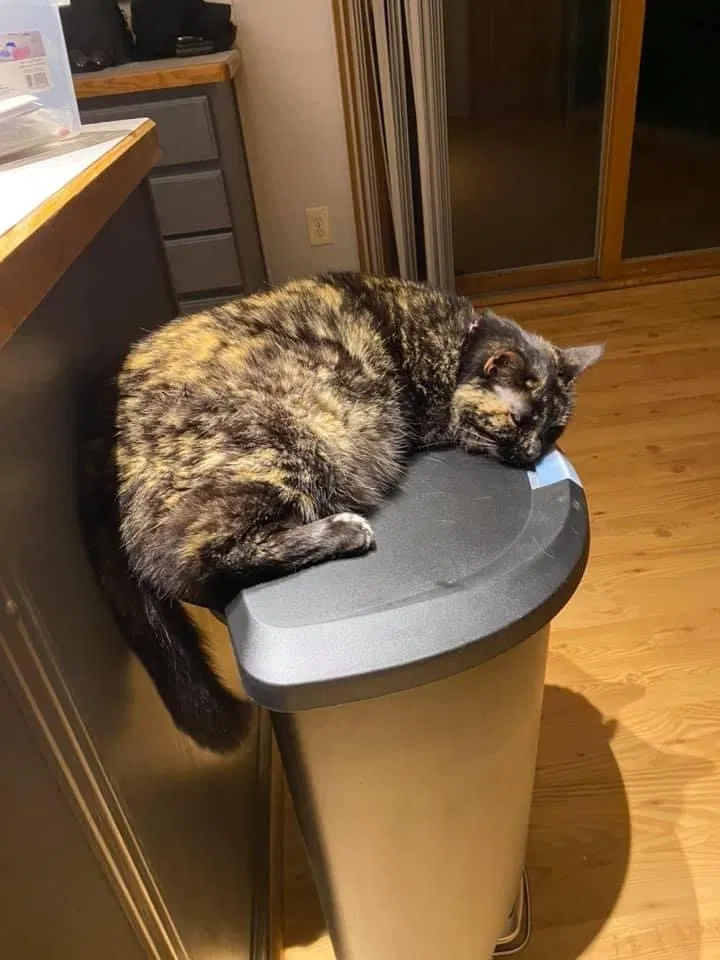 Lost cat in Grove City, OH, 43123