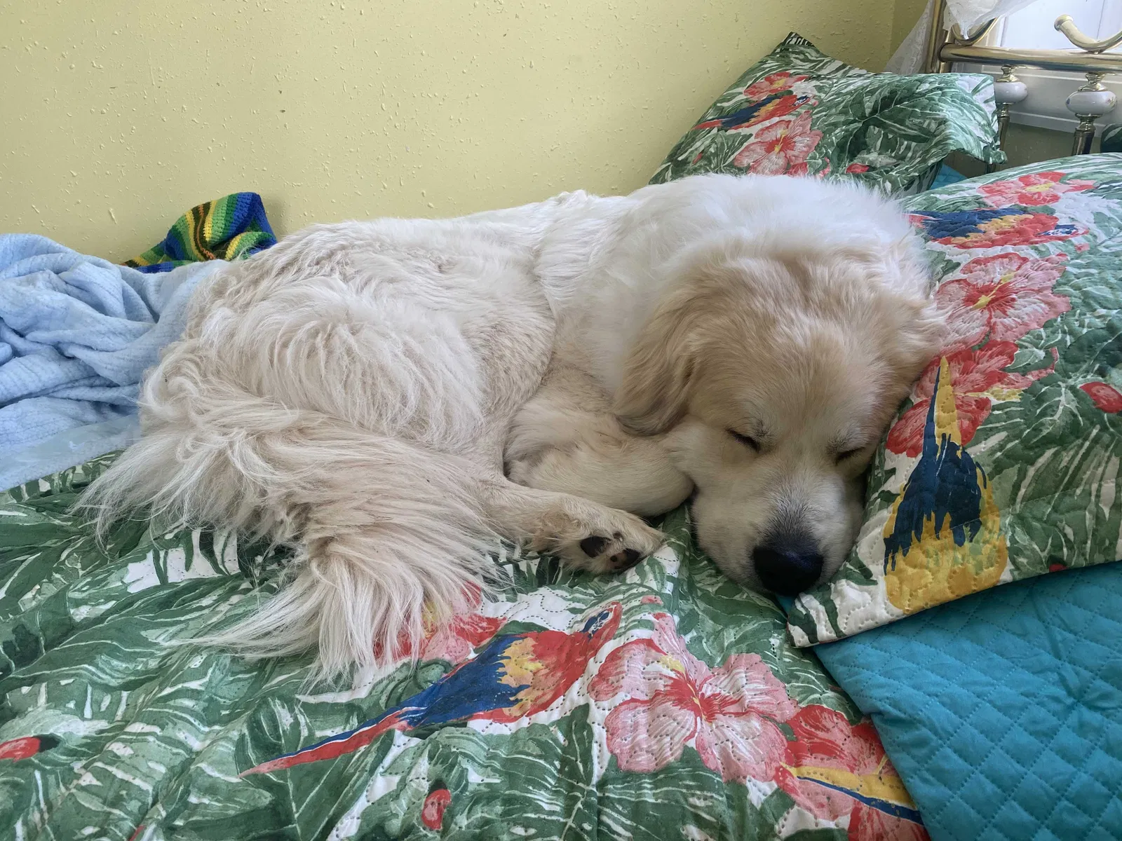 Lost dog in Finlayson, MN, 55735