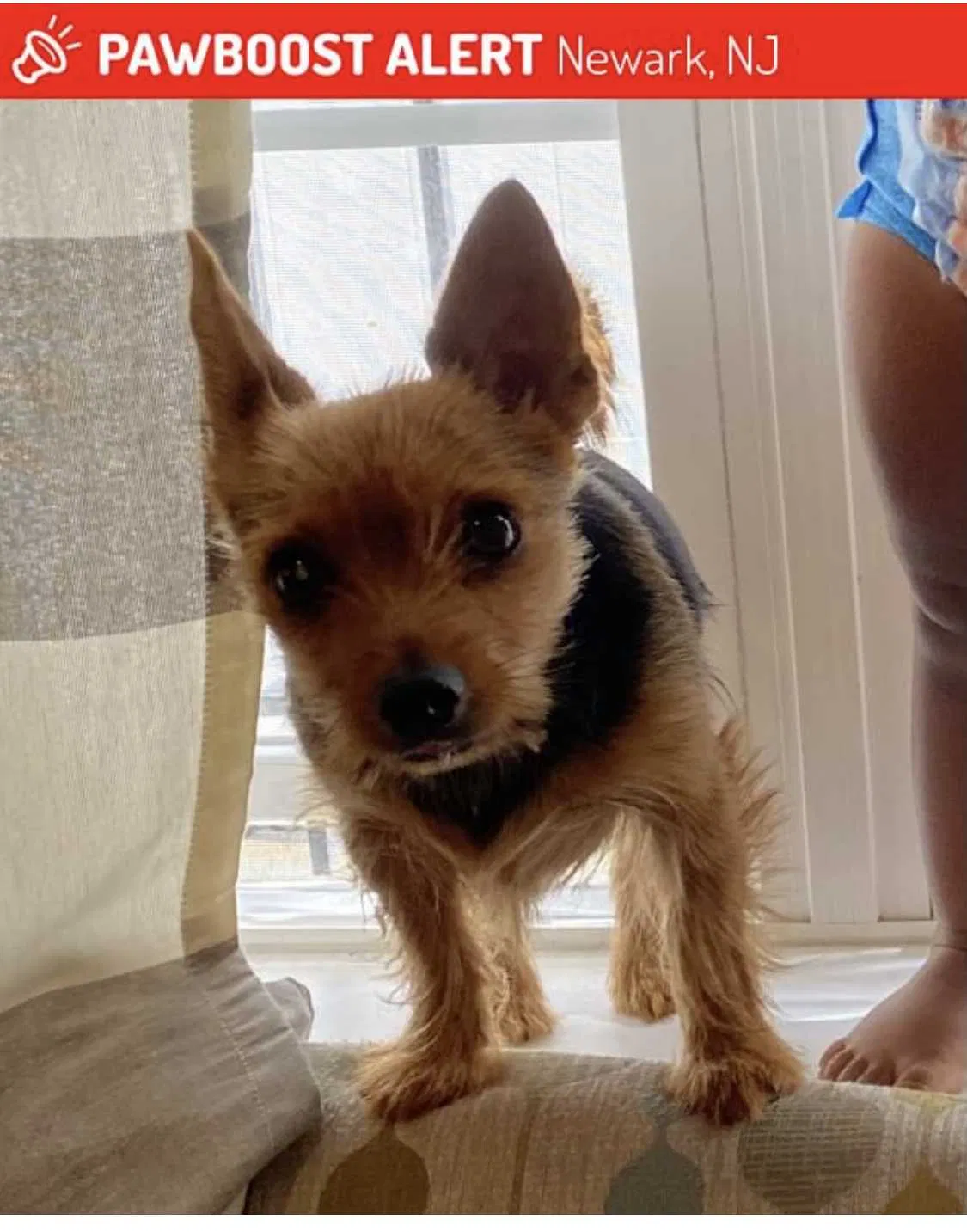 Lost dog in Newark, NJ, 7107