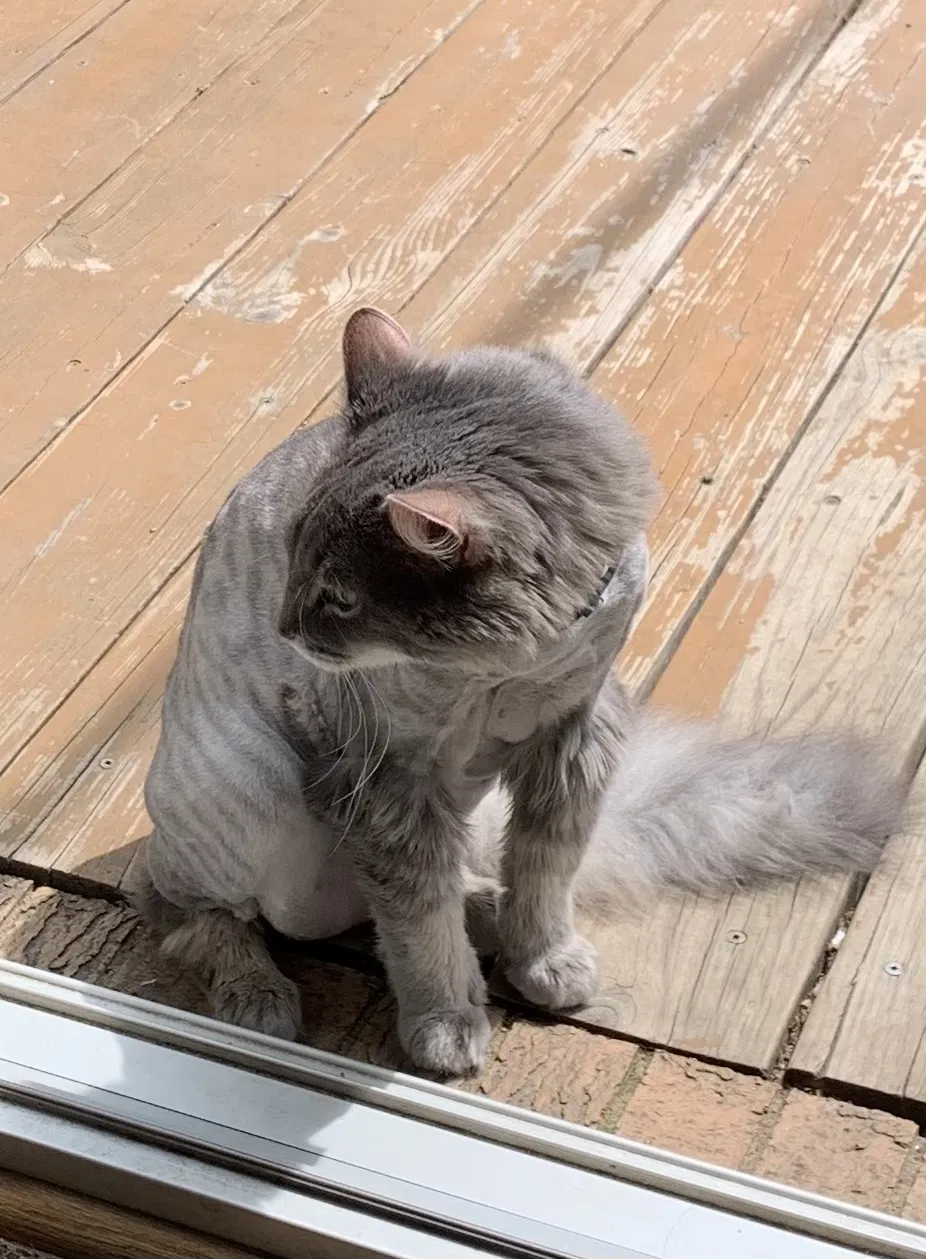 Lost cat in Pittsburgh, PA, 15241