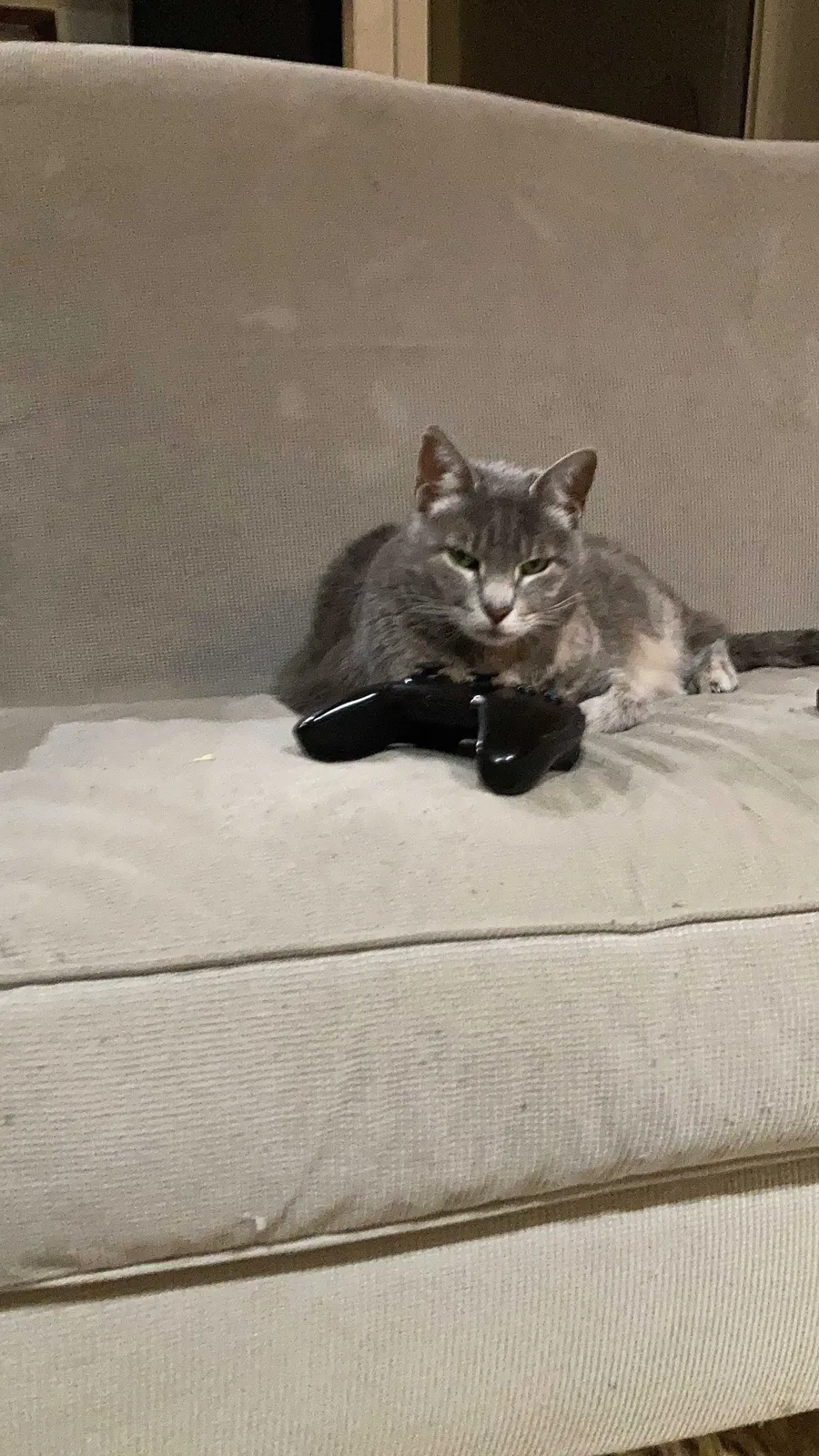 Lost cat in Austin, TX, 78745
