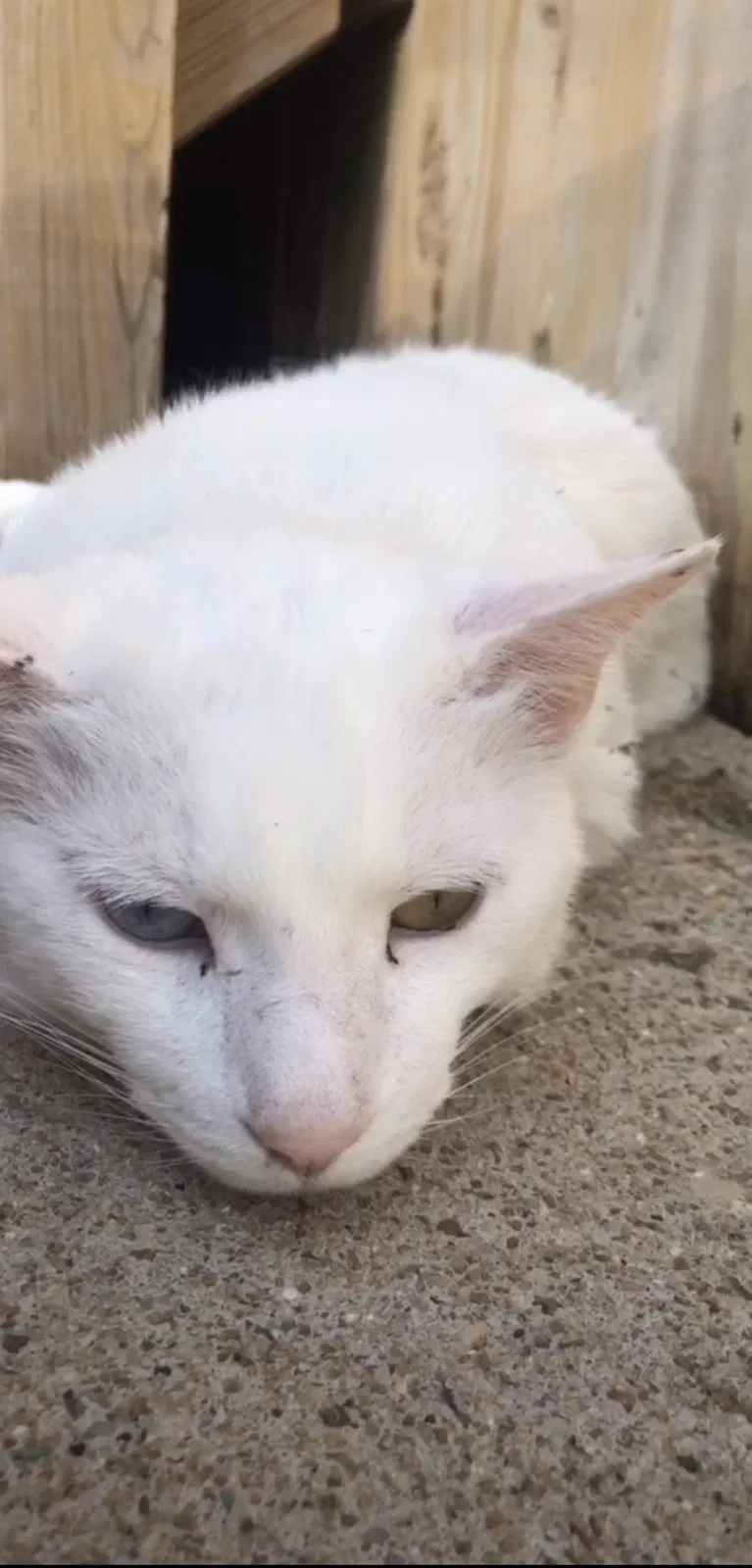 Lost cat in Virginia Beach, VA, 23456