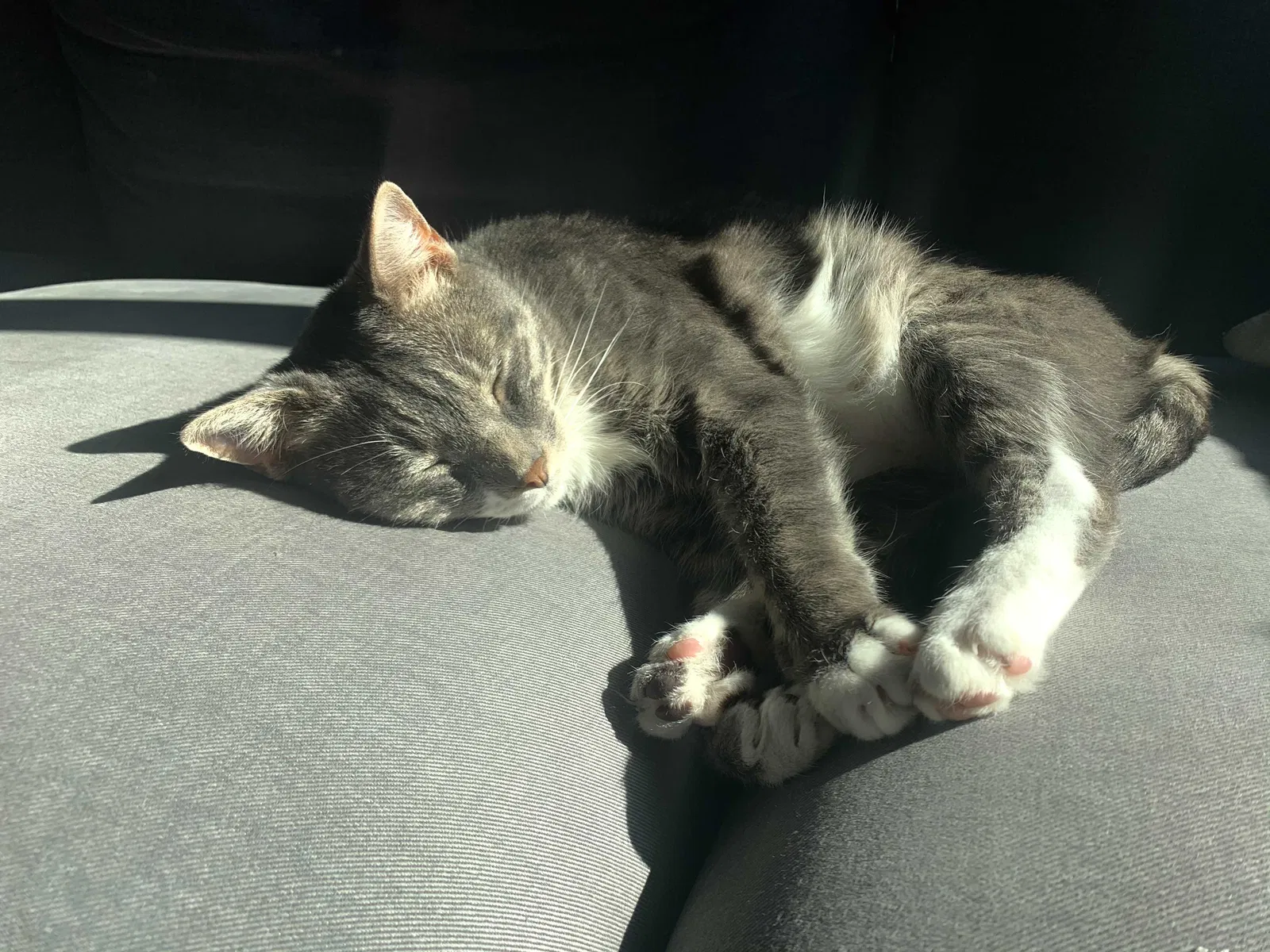 Lost cat in Austin, TX, 78745