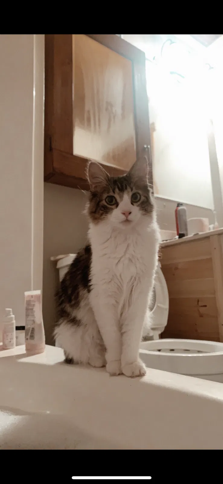 Lost cat in Pensacola, FL, 32514