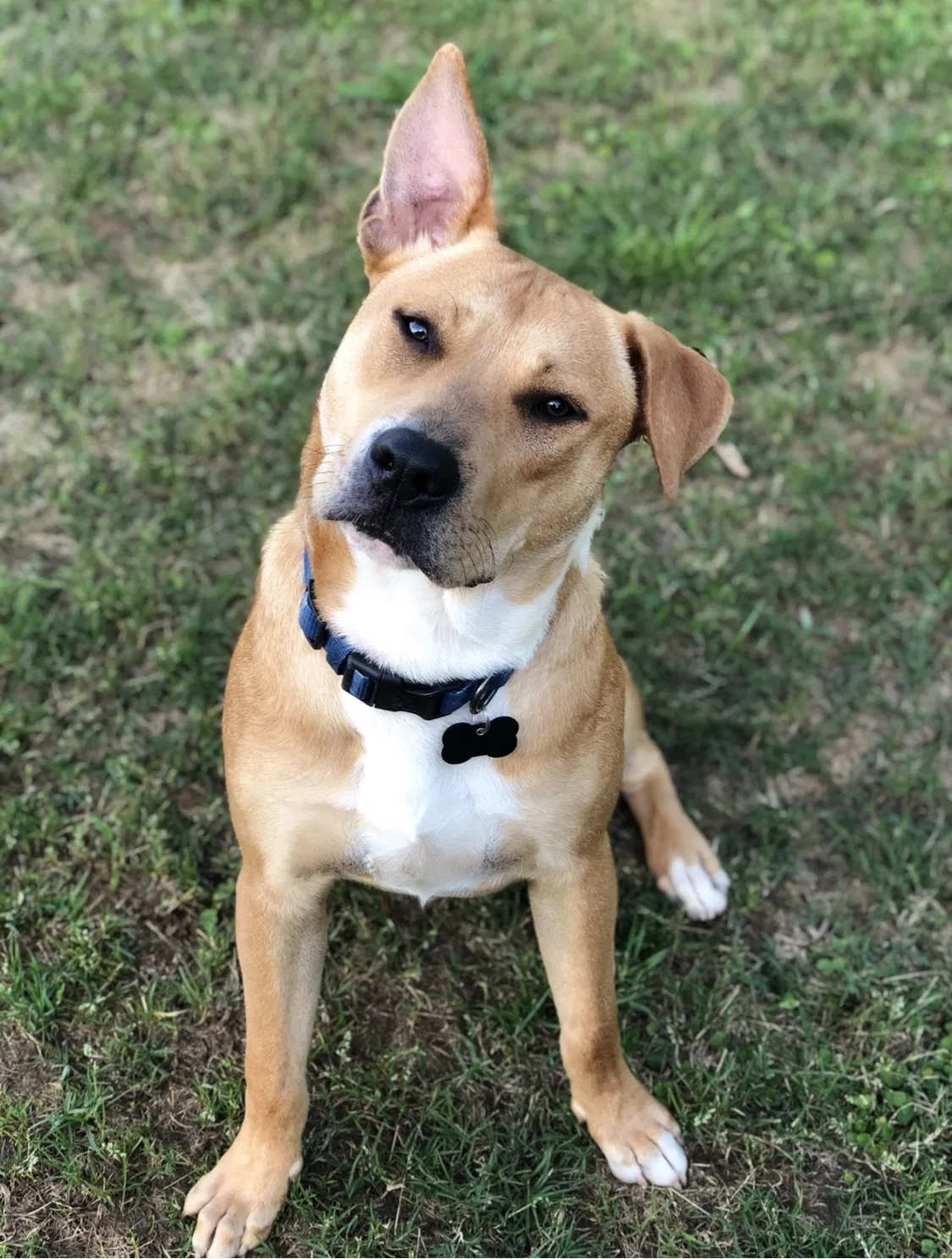 Lost dog in Prattville, AL, 36067