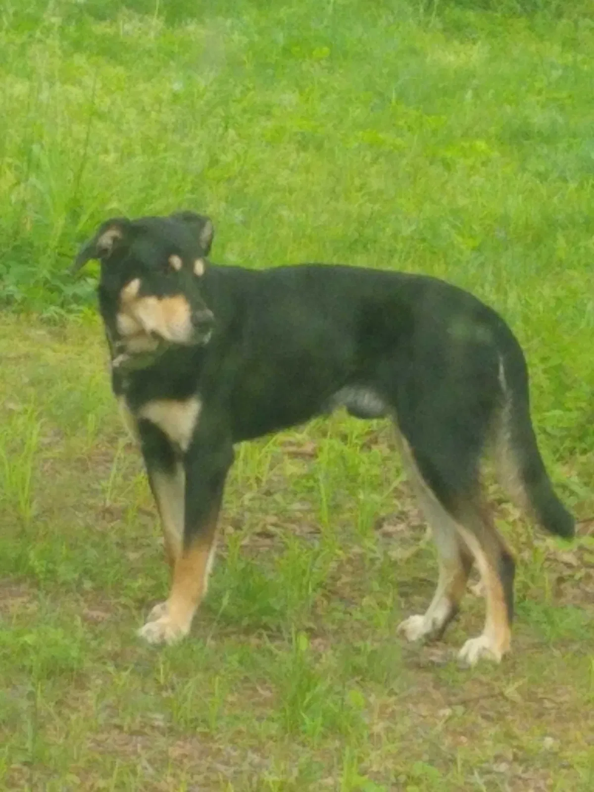 Found dog in Prairie Grove, AR, 72753