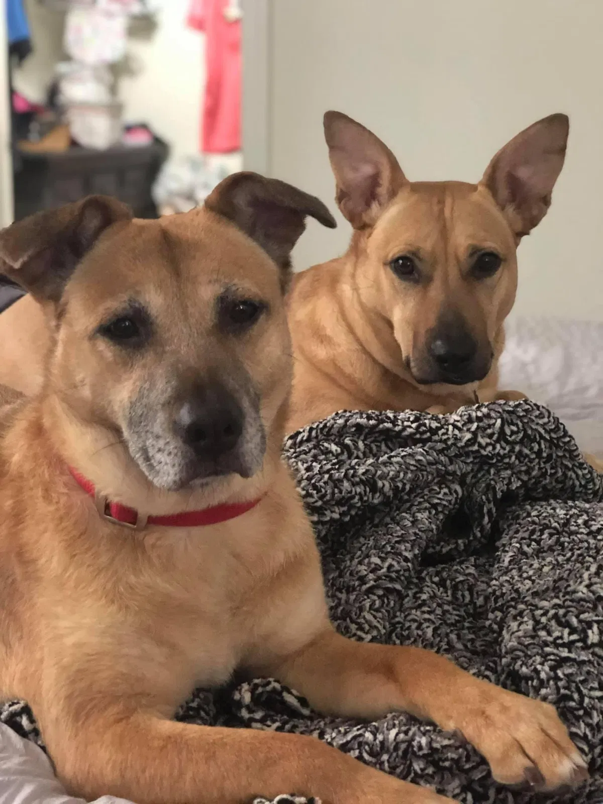 Lost dog in Senoia, GA, 30276
