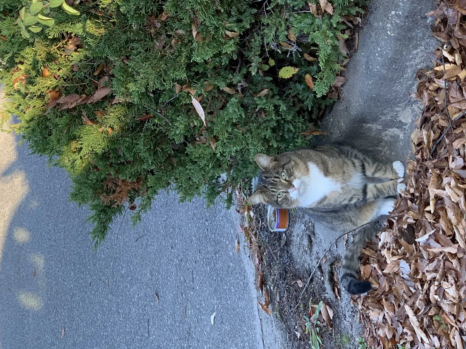 Lost cat in Beltsville, MD, 20705