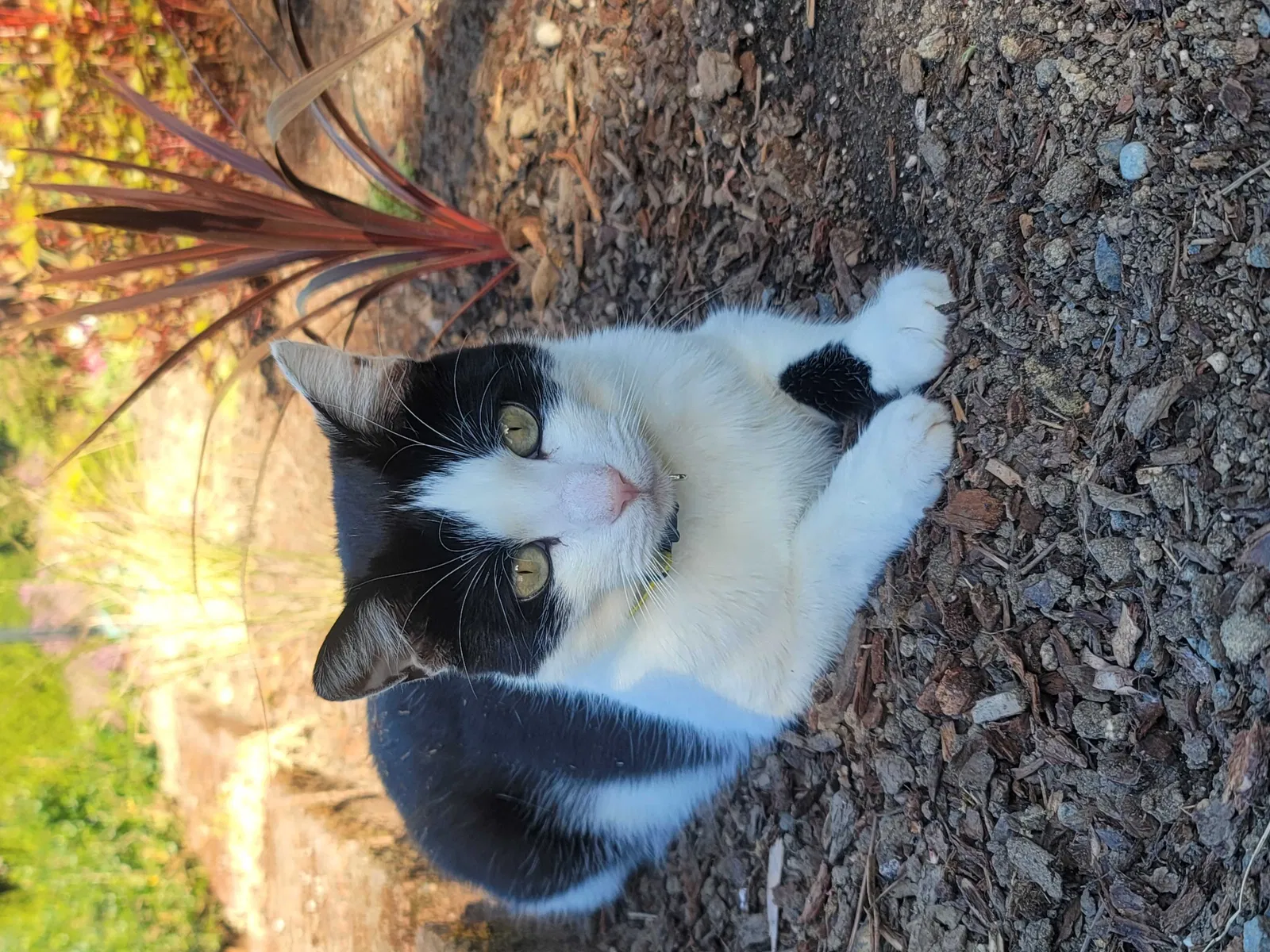 Lost cat in Snohomish, WA, 98296