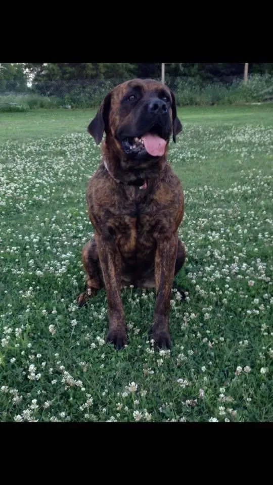 Lost dog in Collinsville, OK, 74021