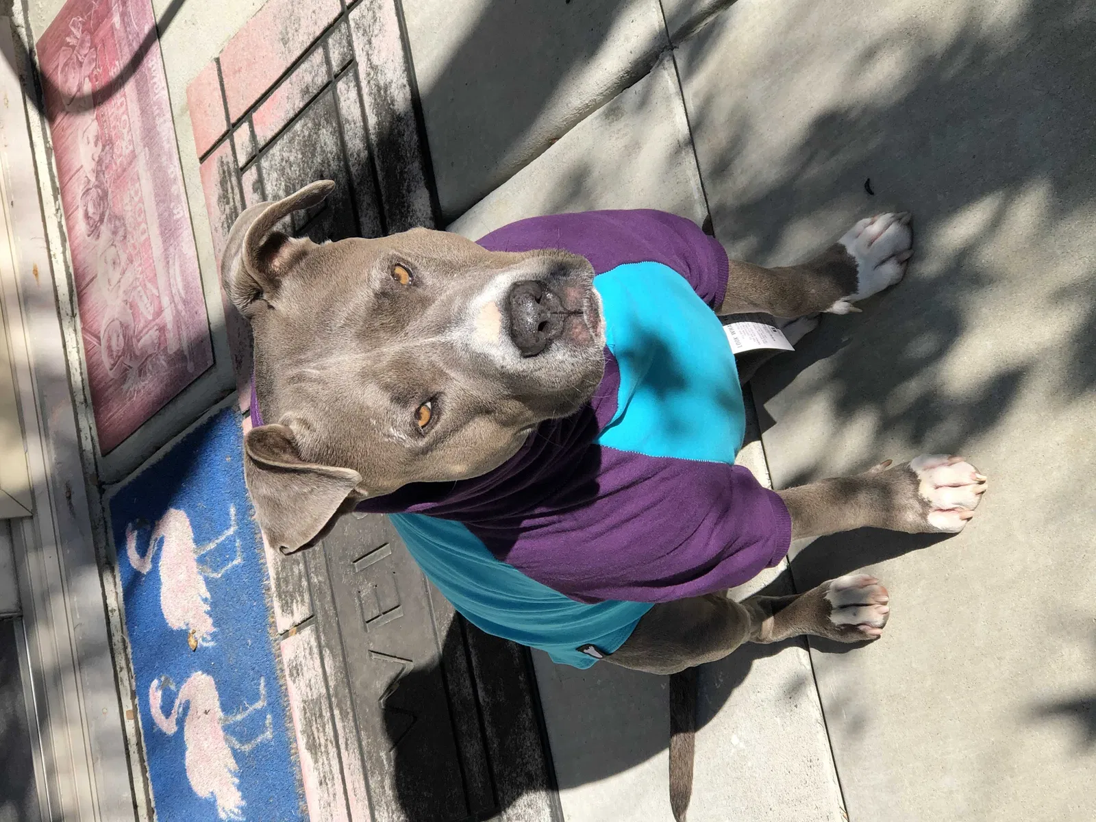 Lost dog in Newcastle, CA, 95658