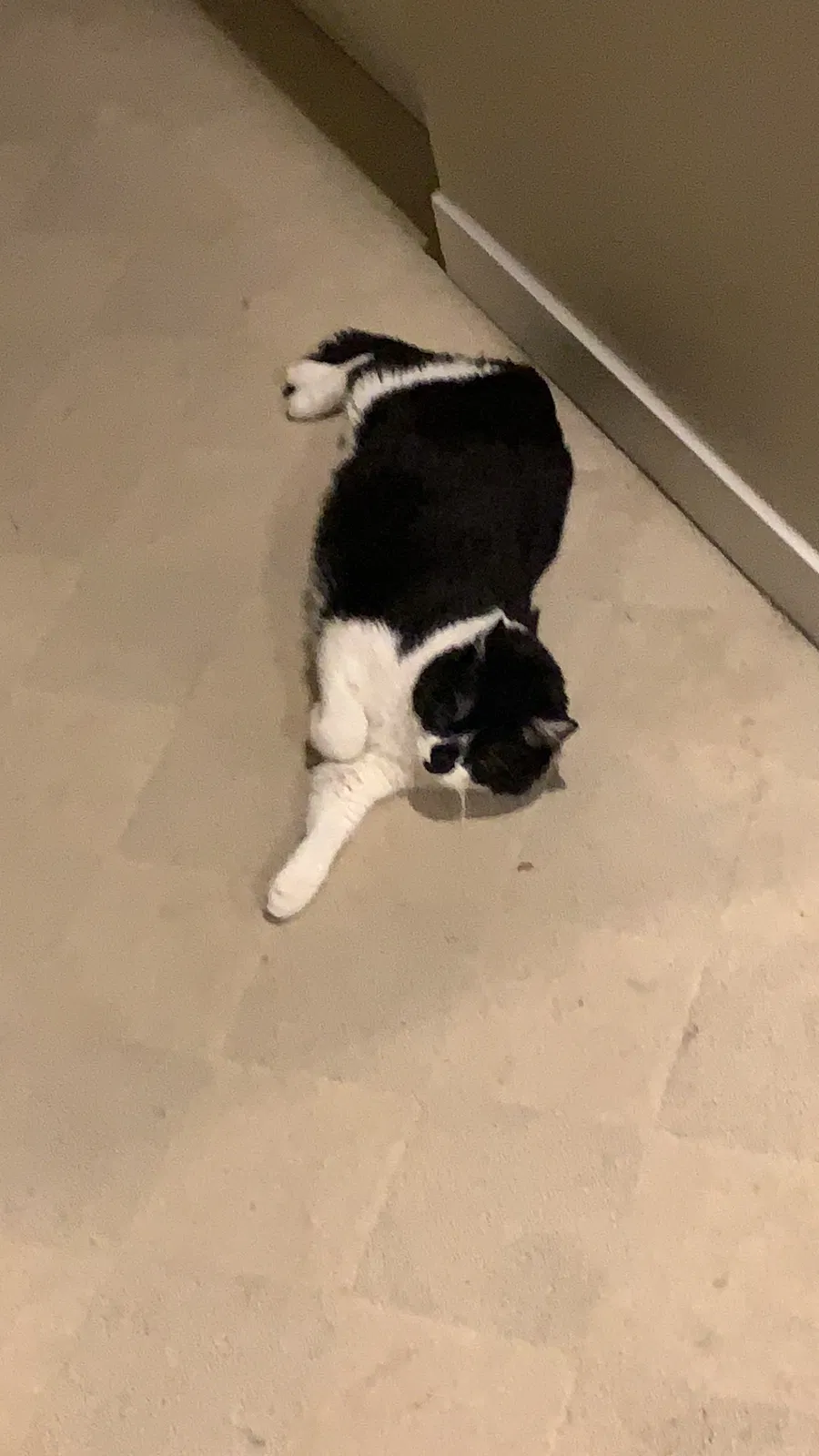 Lost cat in Woodinville, WA, 98072
