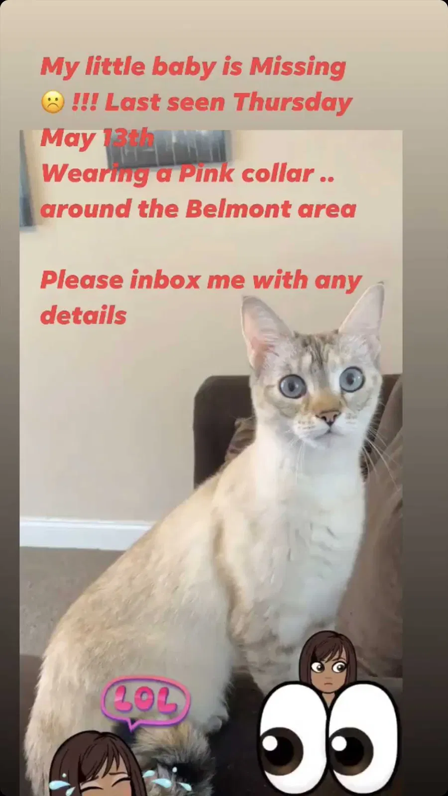 Lost cat in Worcester, MA, 1605