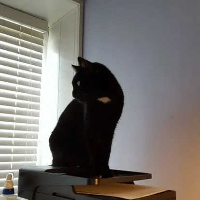Lost cat in New Port Richey, FL, 34655