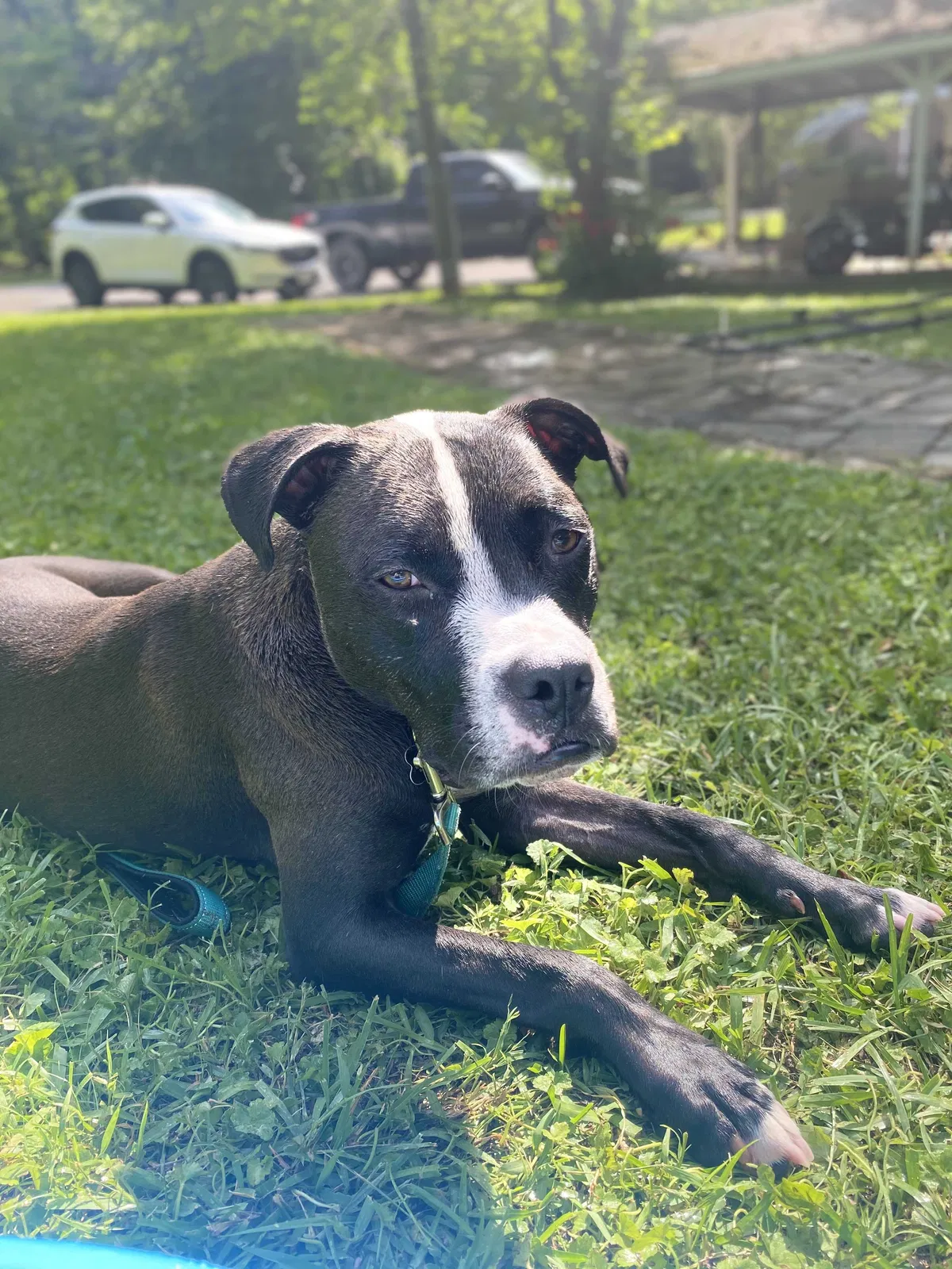 Lost dog in Birmingham, AL, 35215