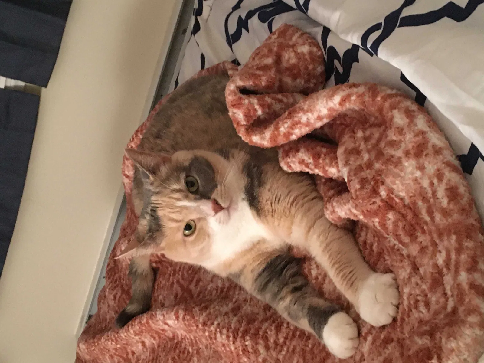 Lost cat in Newmarket, NH, 3857