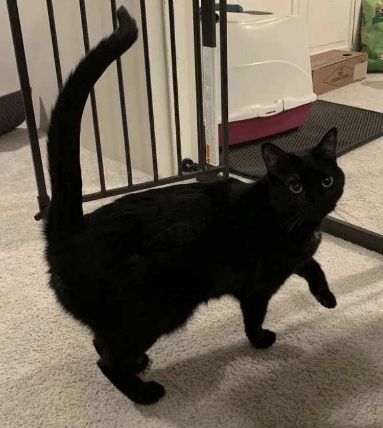 Lost cat in Nashville, TN, 37214