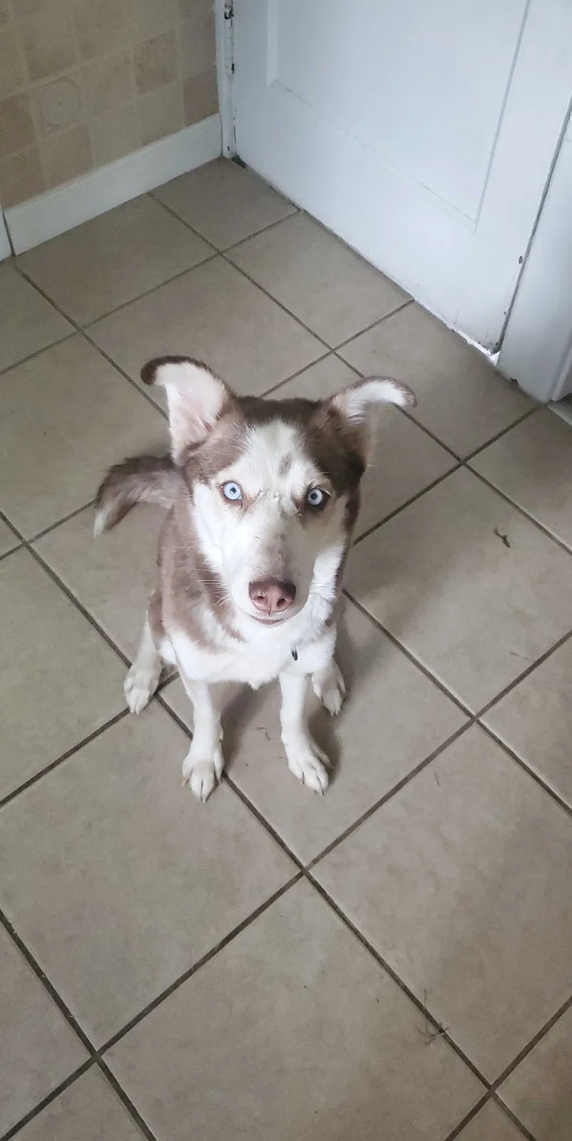 Lost dog in Indiana, PA, 15701
