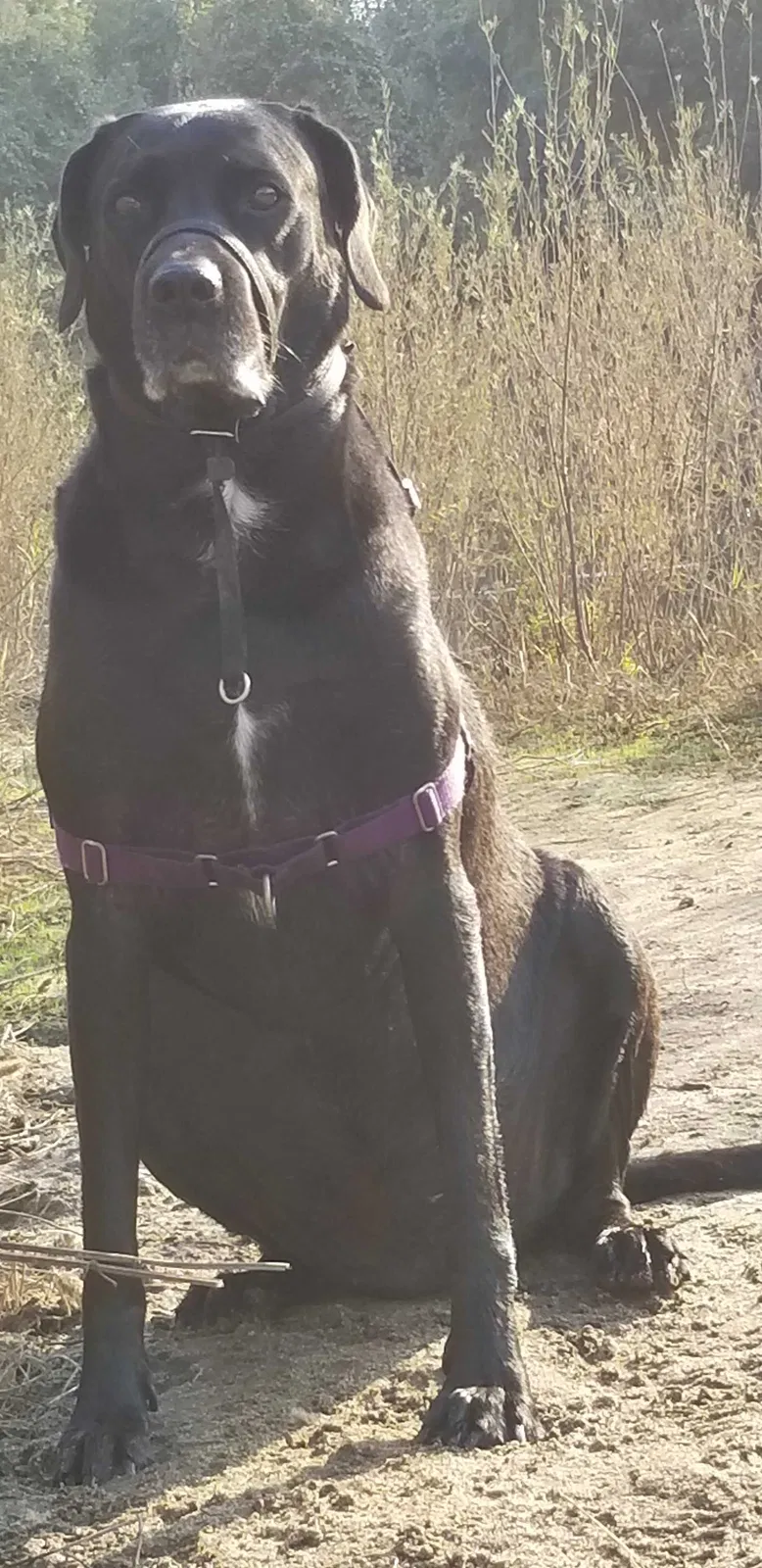 Lost dog in Manteca, CA, 95336