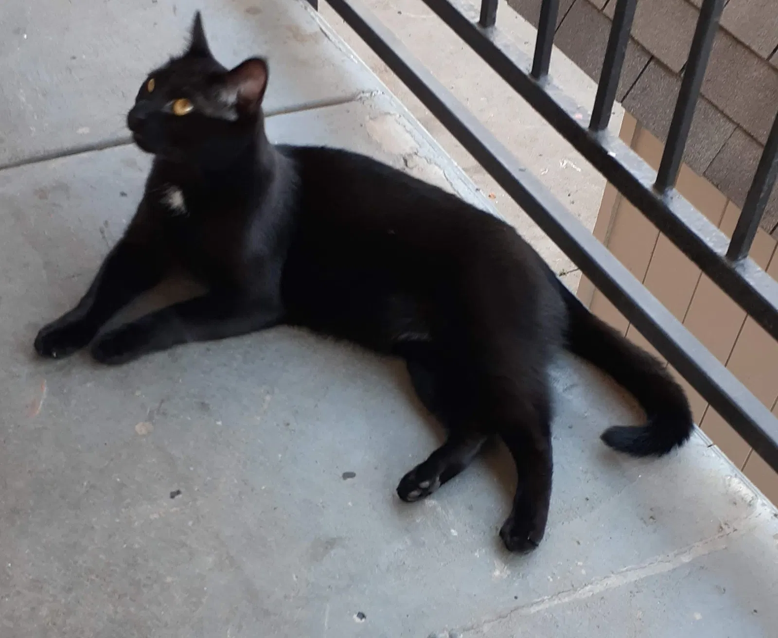 Lost cat in Saint Paul, MN, 55117