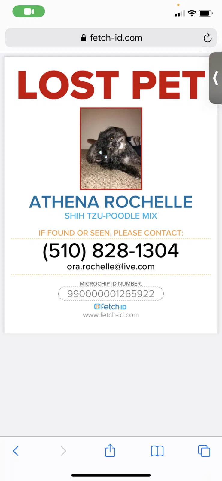 Lost dog in Hayward, CA, 94541