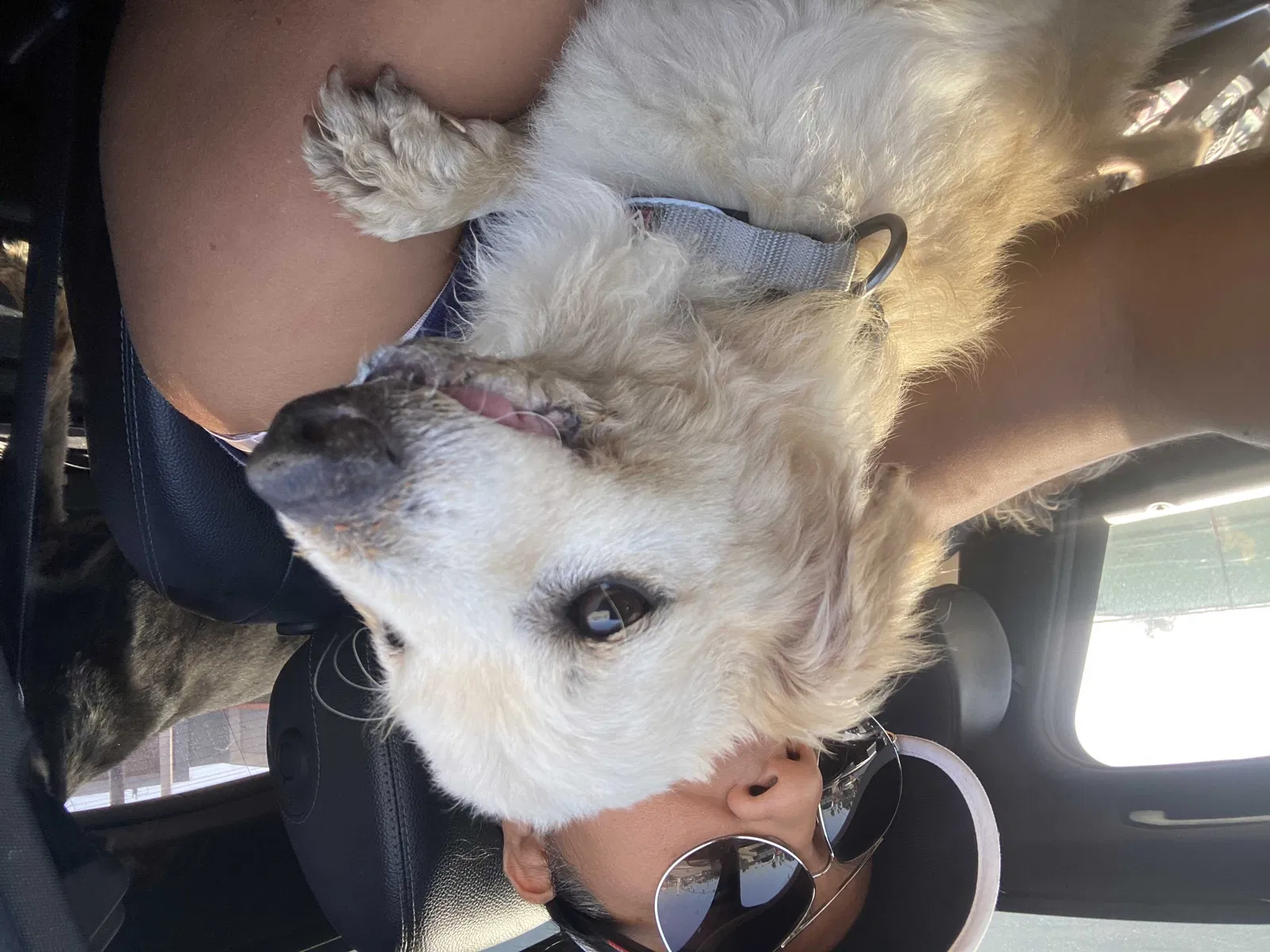 Lost dog in Gardena, CA, 90249