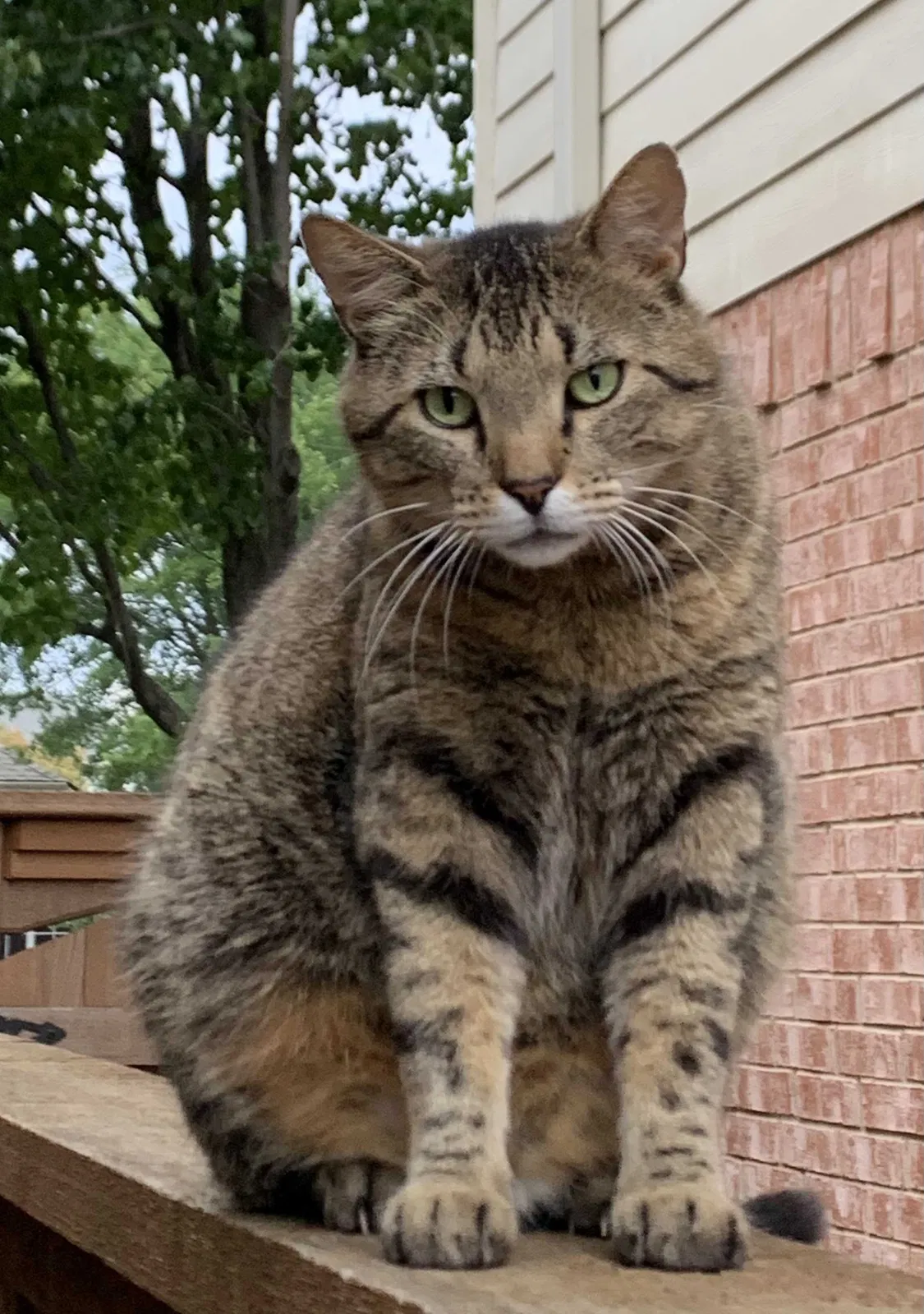 Lost cat in Allen, TX, 75002