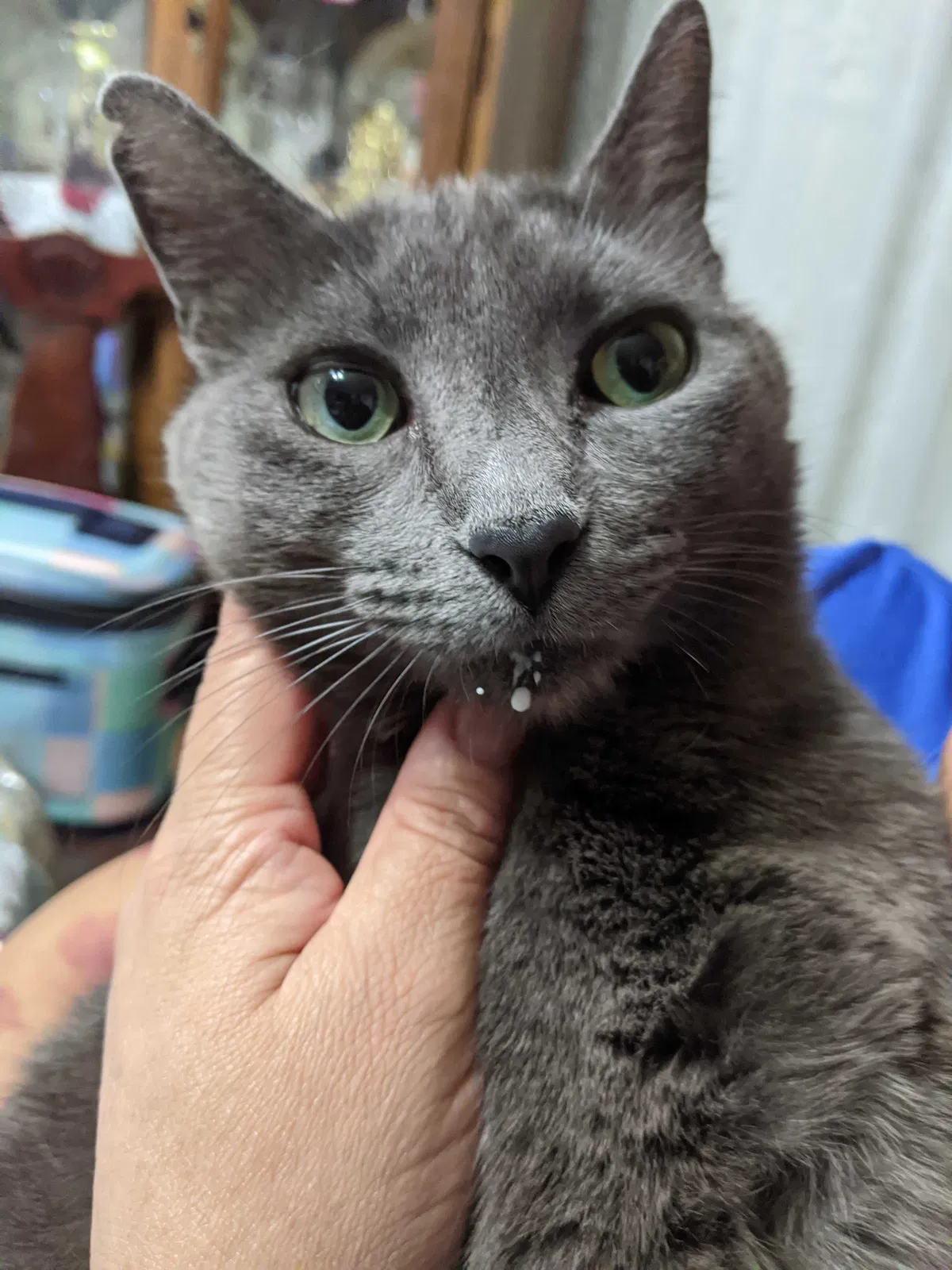 Lost cat in Dallas, TX, 75229