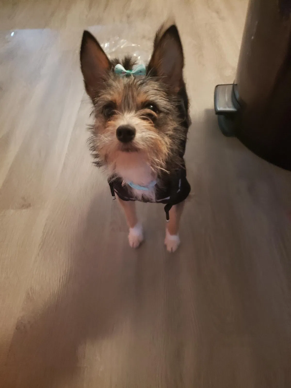 Lost dog in Fort Worth, TX, 76131