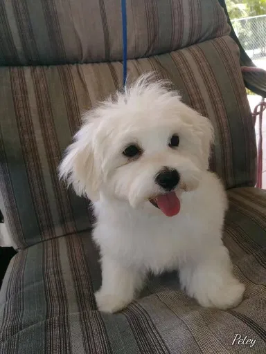 Lost dog in Miami, FL, 33166