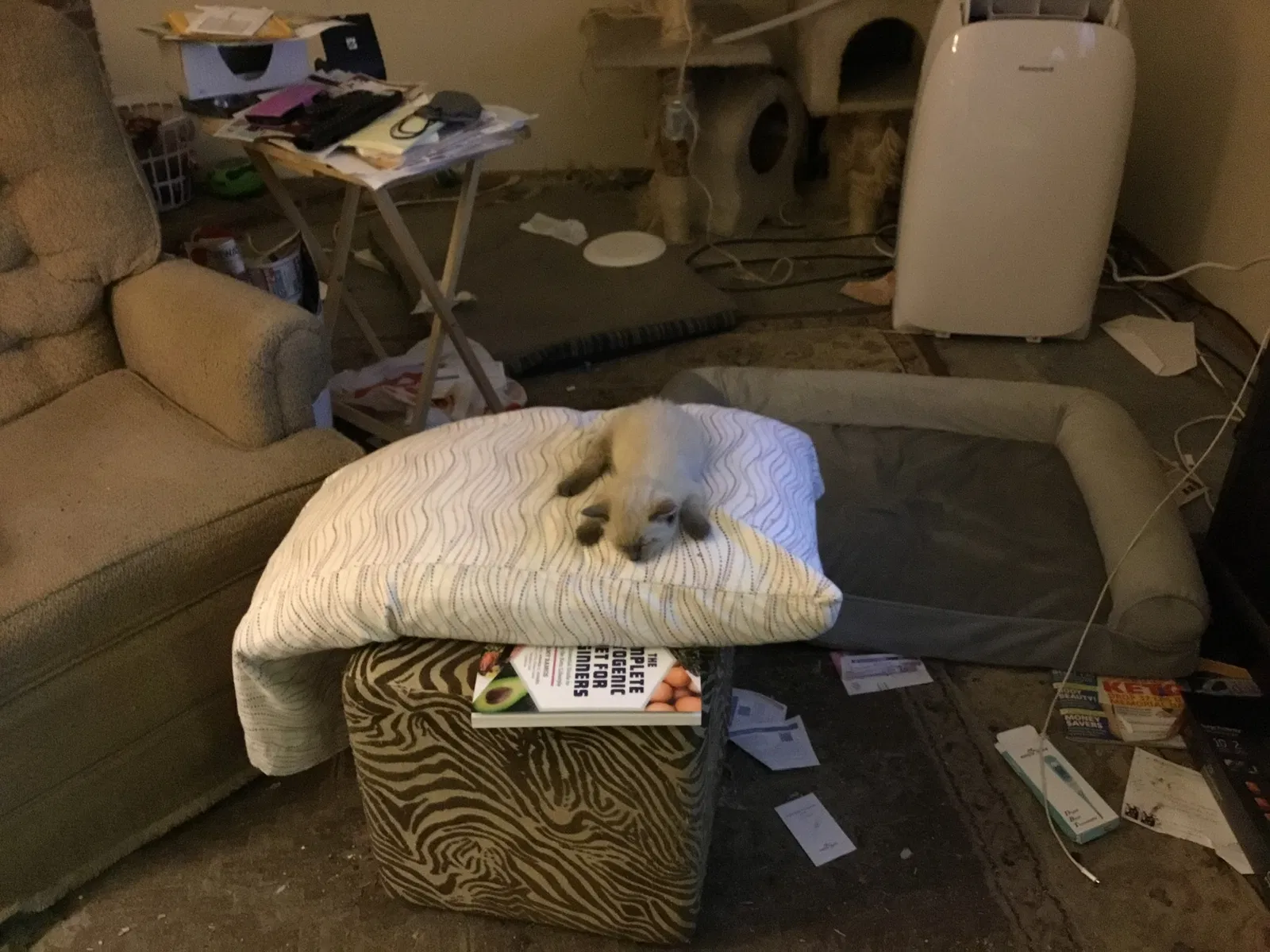 Lost cat in Manteca, CA, 95336