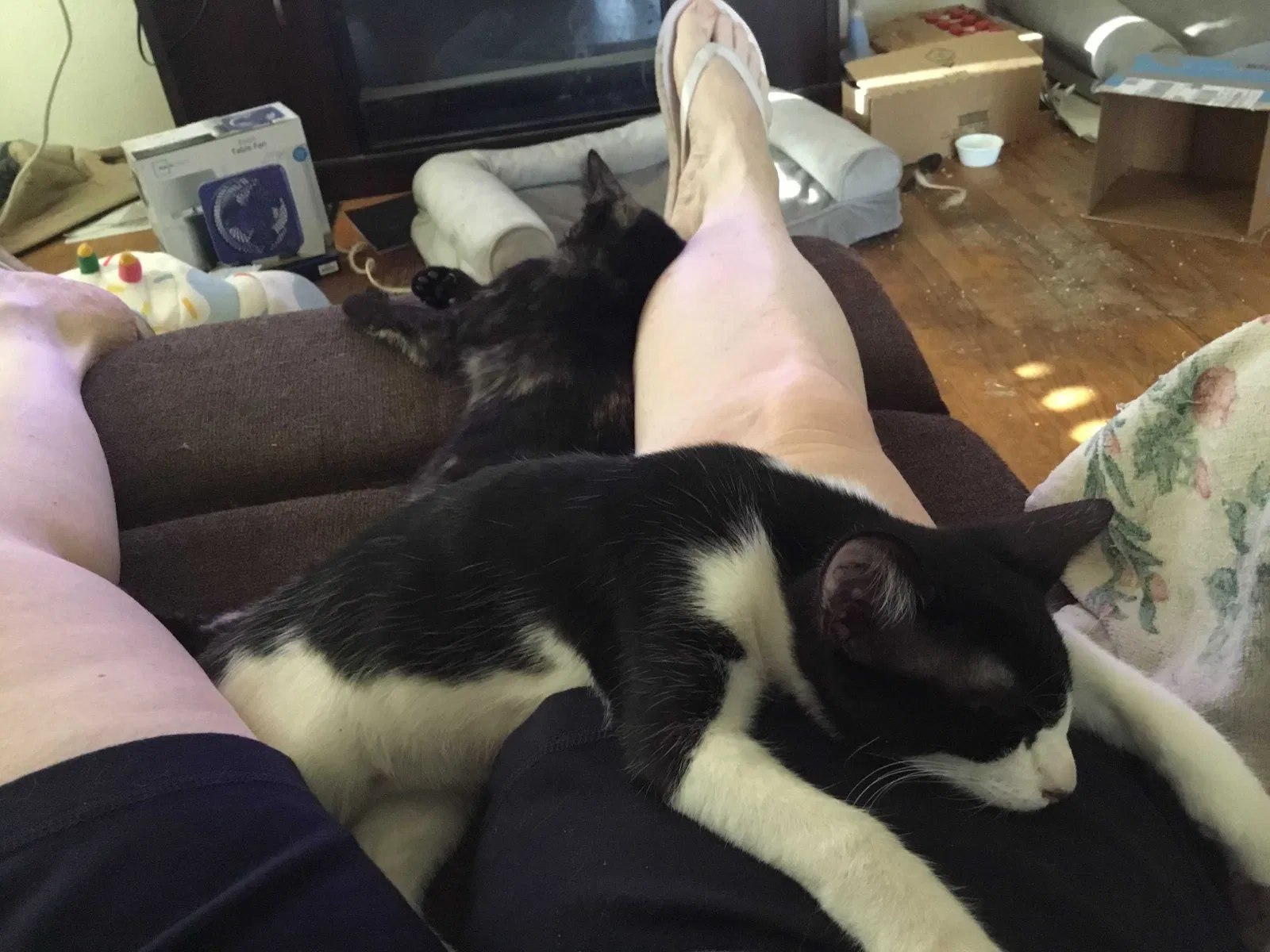 Lost cat in Manteca, CA, 95336