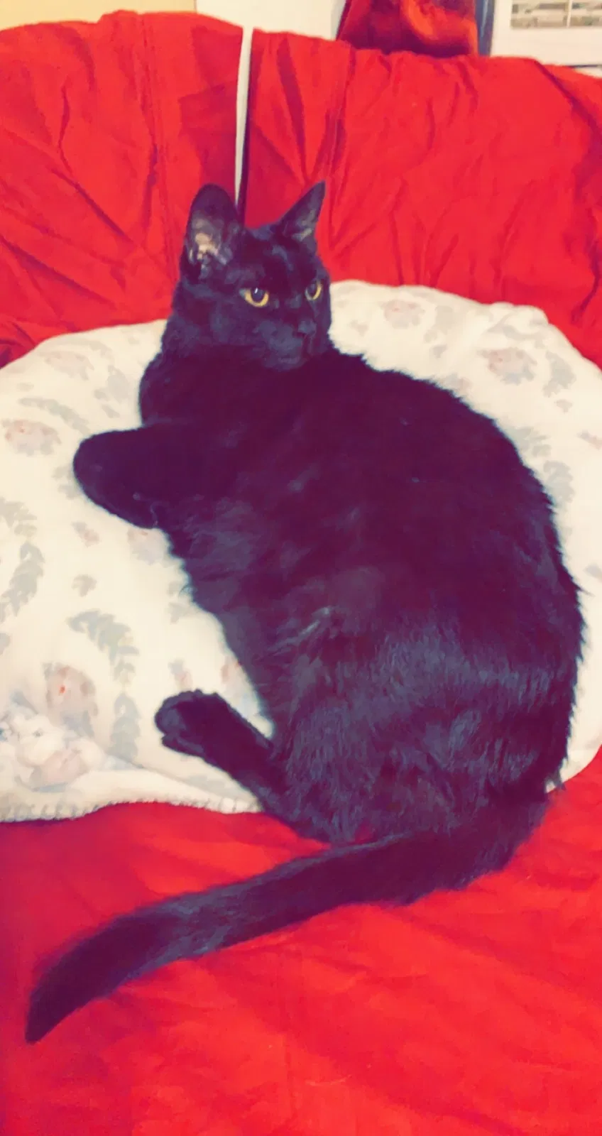 Lost cat in Oklahoma City, OK, 73130
