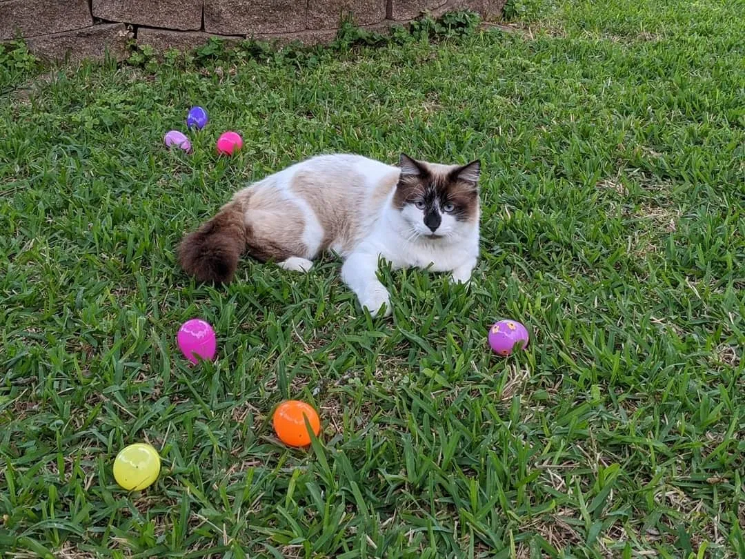 Lost cat in La Porte, TX, 77571