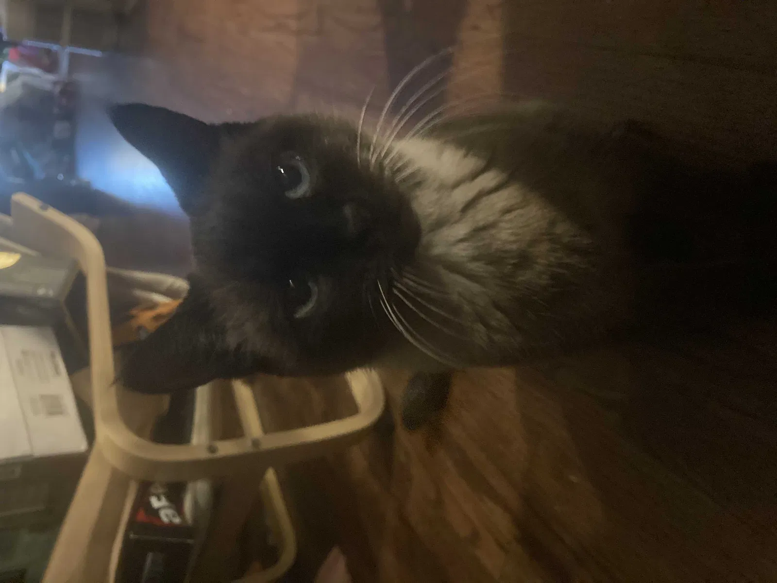 Lost cat in Brooklyn, NY, 11234