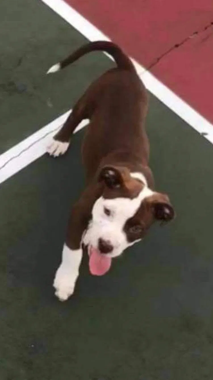 Lost dog in Miami, FL, 33147