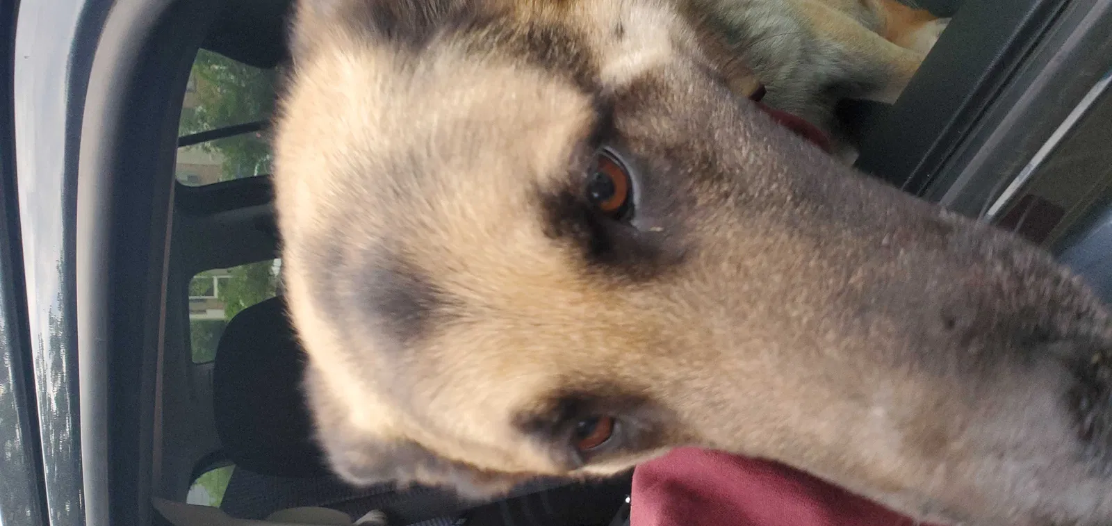 Found dog in Piscataway, NJ, 8854