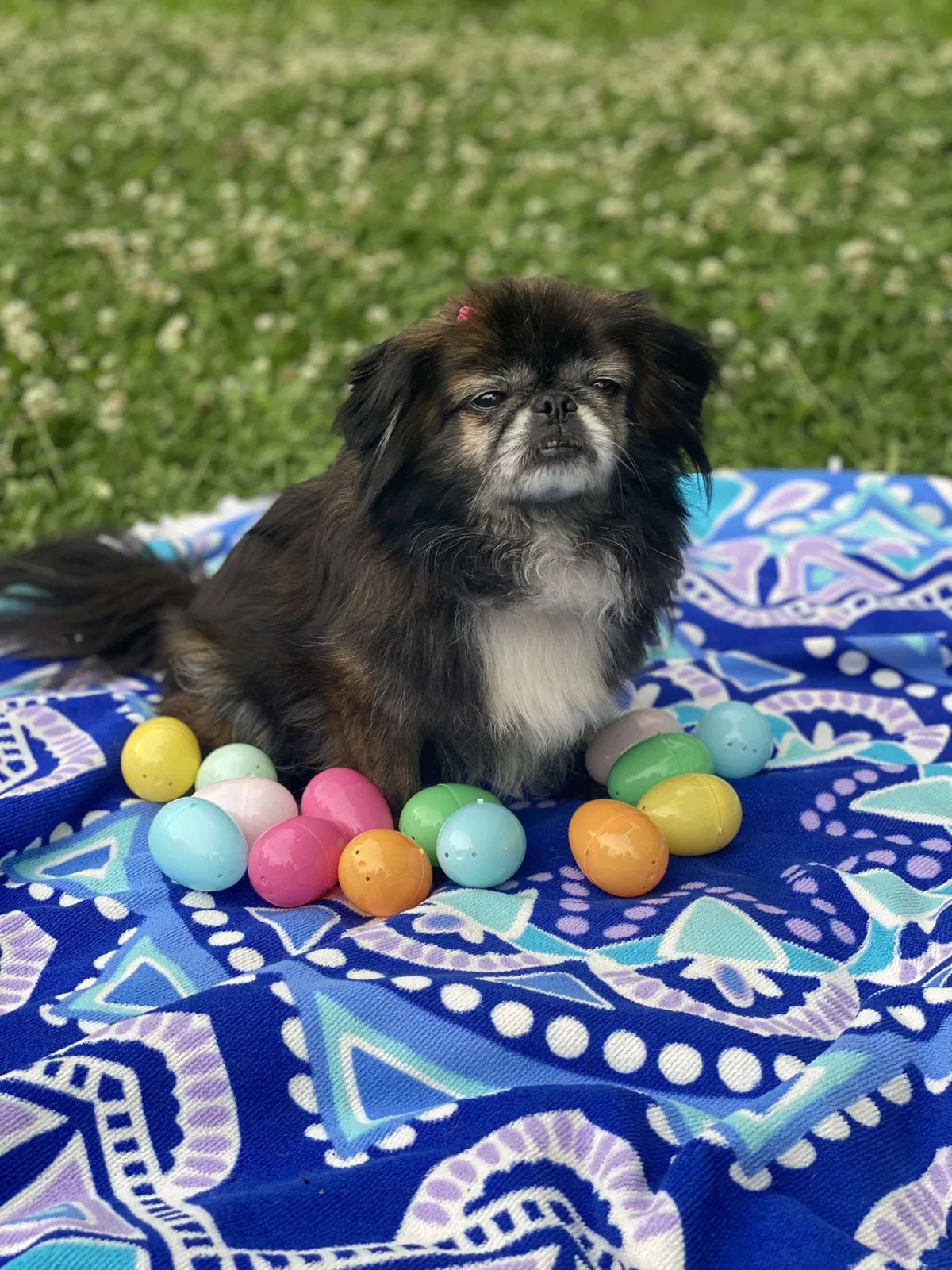 Lost dog in New Caney, TX, 77357