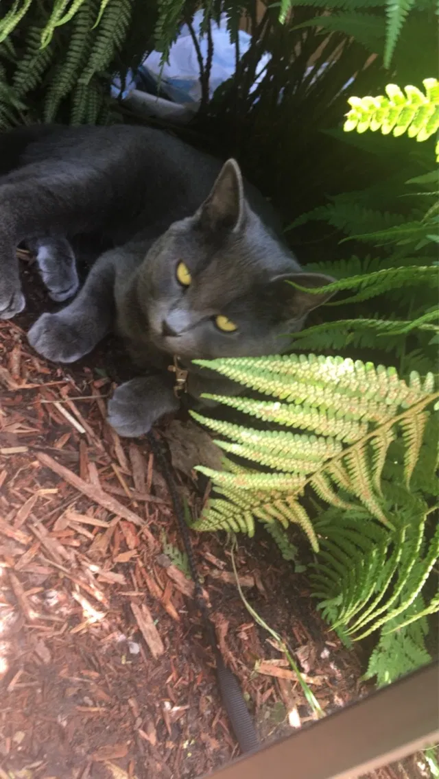 Lost cat in Marysville, WA, 98270
