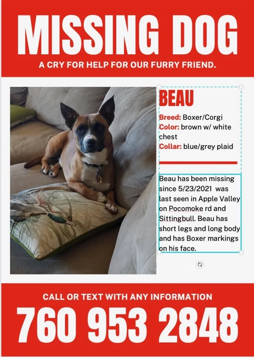Lost dog in Apple Valley, CA, 92308