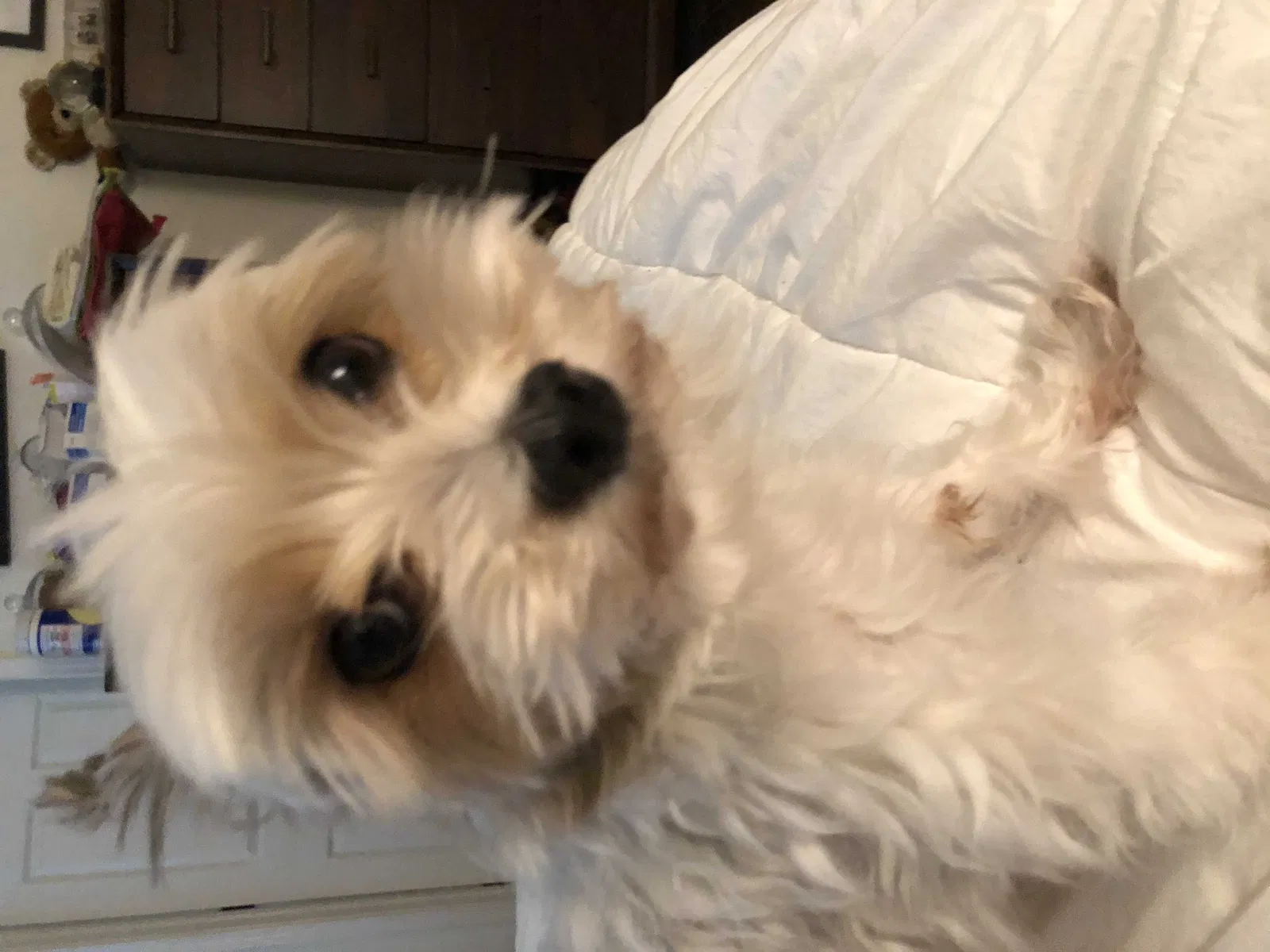 Lost dog in Helotes, TX, 78023