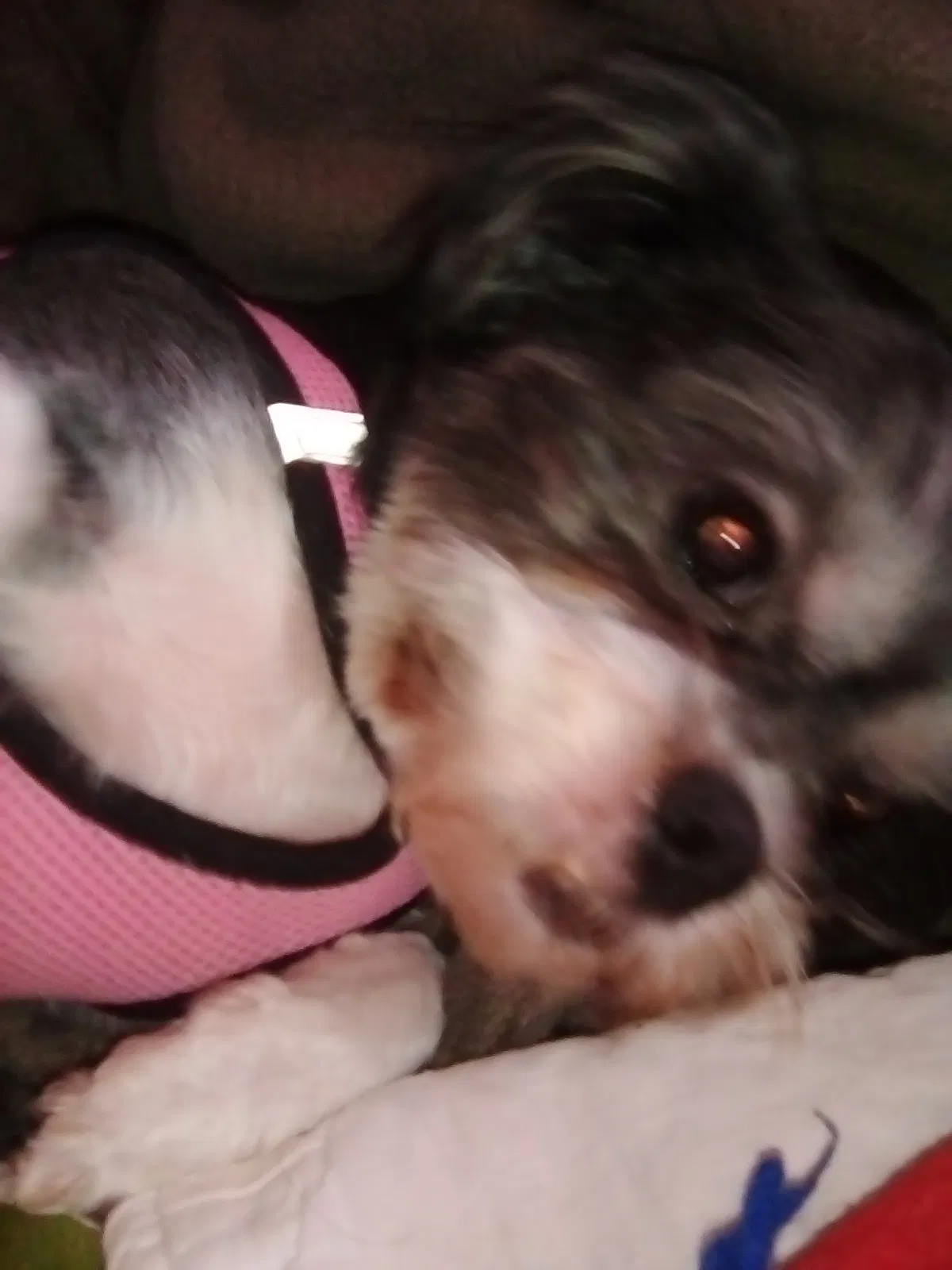 Lost dog in Erlanger, KY, 41018